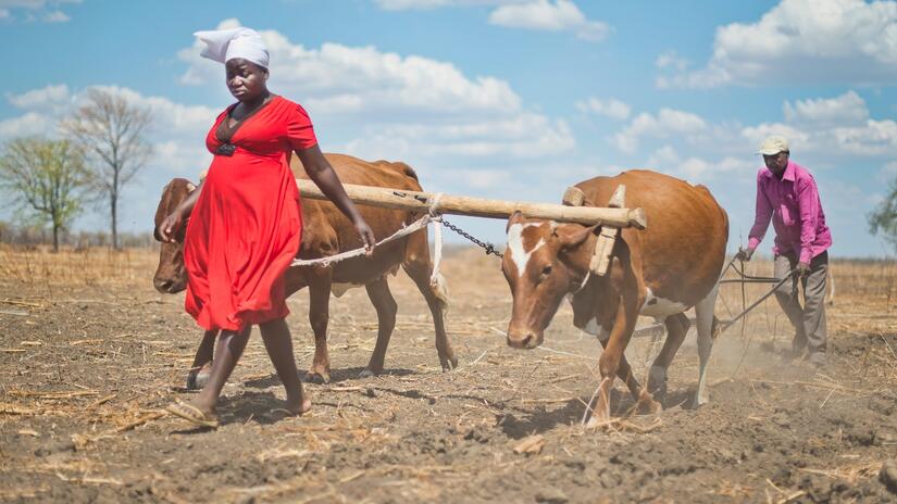 سولومان وتاريساي من زيمبابوي يحرثان حقلهما حيث أثر الجفاف الشديد الناجم عن ظاهرة النينيو بشكل كبير على الأسر الزراعية في عام 2016. 