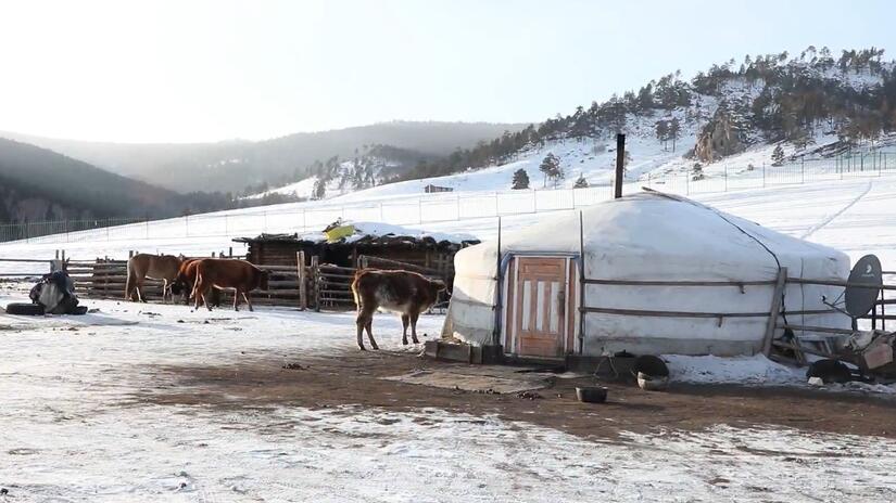 Olas de frío con temperaturas inusualmente bajas se han cobrado la vida de personas y ganado en algunas zonas de Mongolia.