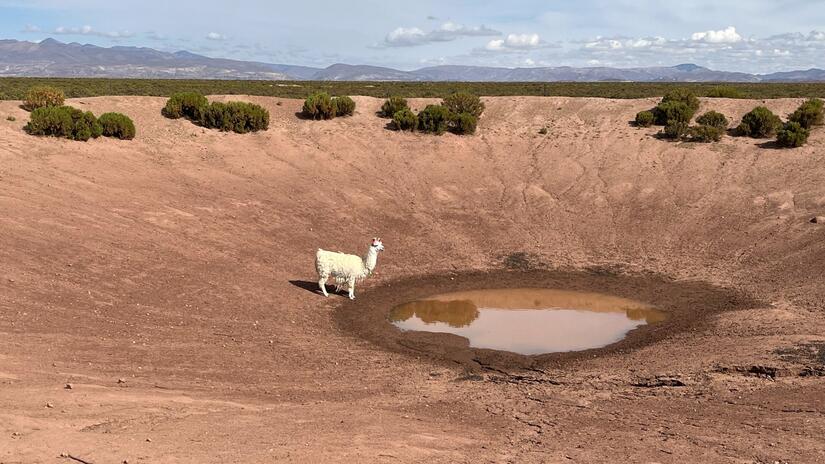 Una llama solitaria observa lo que queda de agua en un pozo que se ha reducido a poco más que un charco debido a una sequía sin precedentes en Bolivia.