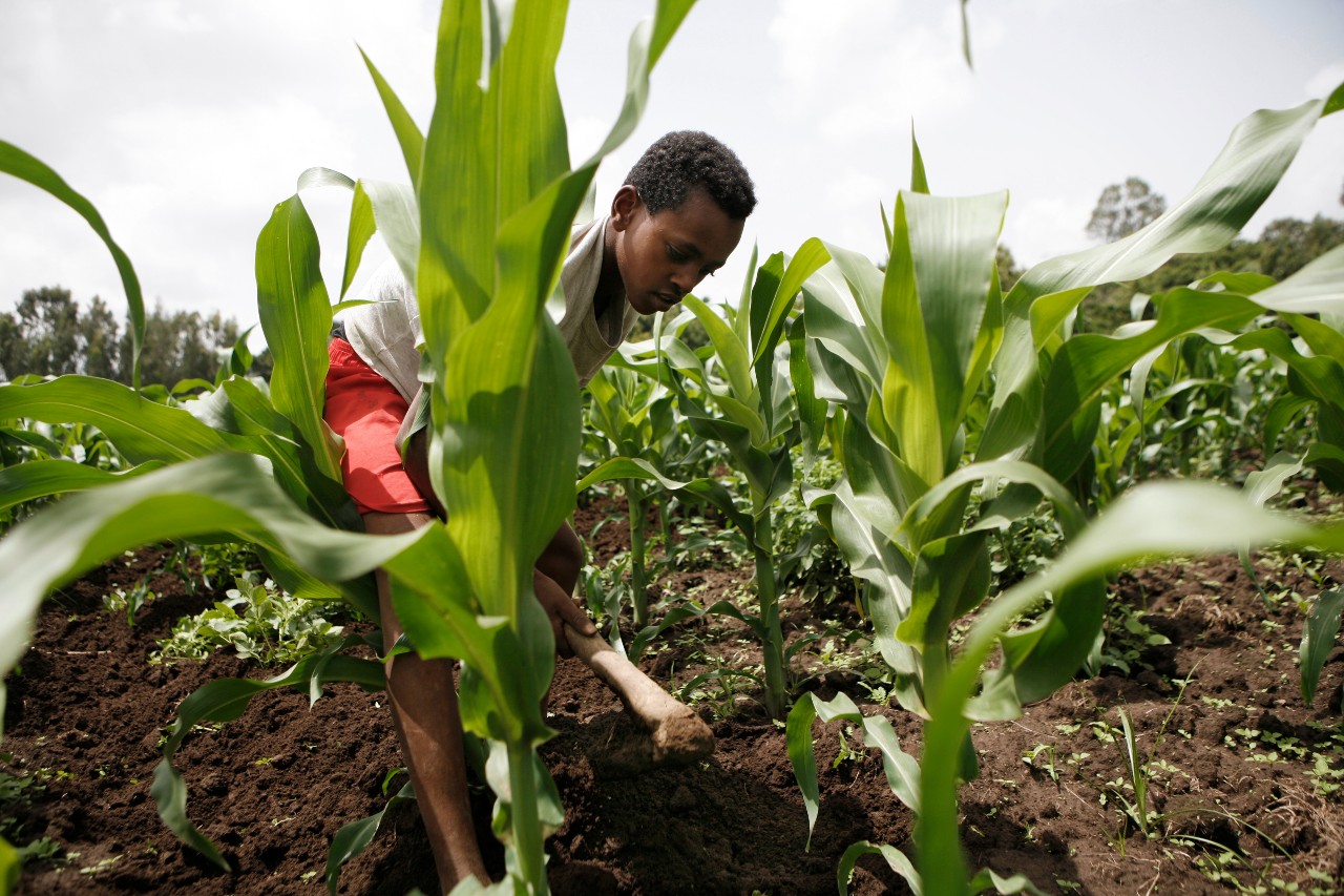 Un hombre trabaja su campo de maíz en una aldea en el sur de Etiopía, donde algunos agricultores han comenzado a protegerse contra las condiciones climáticas extremas a través de un 'seguro indexado' que paga beneficios basados en predicciones como los niveles de lluvia