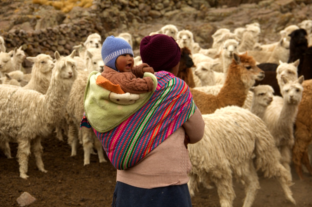 A woman in Peru carries her child on her back as she herds her alpacas. As part of a Red Cross forecast-based financing initiative, she received medicine and shelter to protect her livestock ahead of predicted extreme cold and heavy snow
