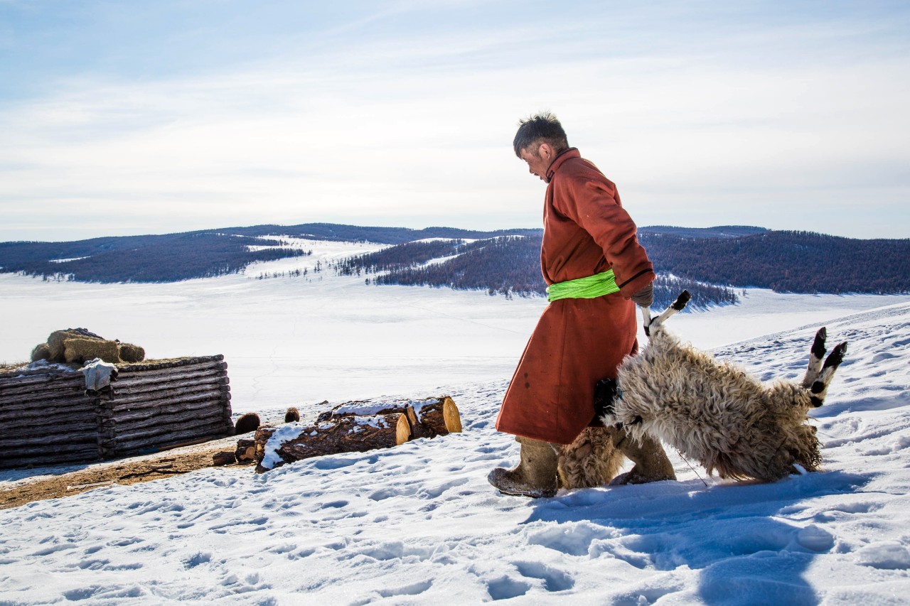A Mongolian herder drags two recently perished sheep behind his home in Khuvsgul province, Mongolia during a period of extreme cold in 2017
