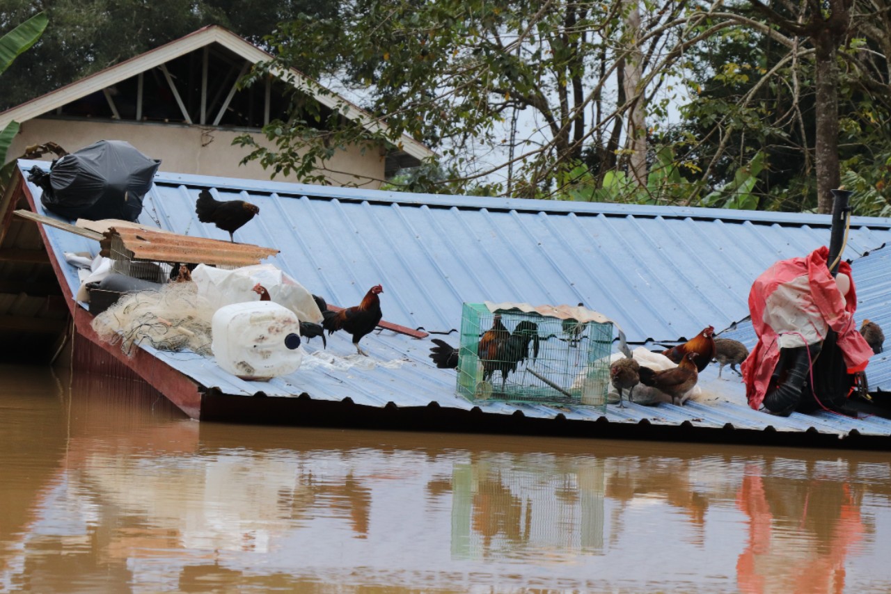 In some parts of Malaysia, flood waters in summer 2021 reached as high as the roofs of buildings - causing animals such as chickens to take shelter on top of buildings.