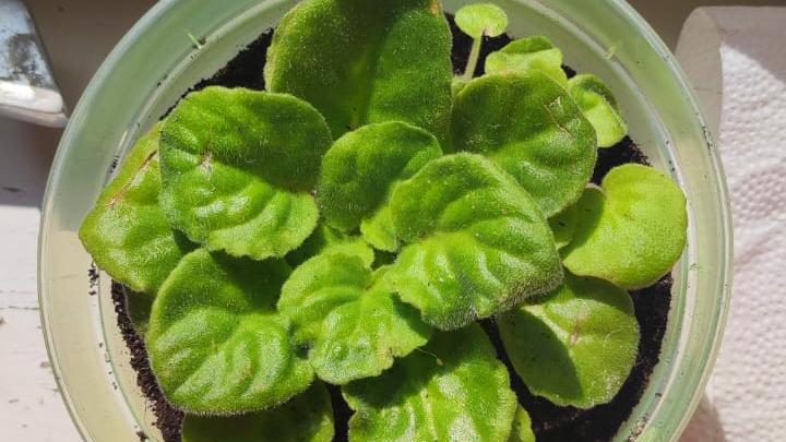 A "hope plant" from Kharkiv, lovingly carried by a man and his wife all the way to Hungary as they flee conflict in Ukraine. A remnant of their former life, to them these plants represent hope that life may return to normal one day.