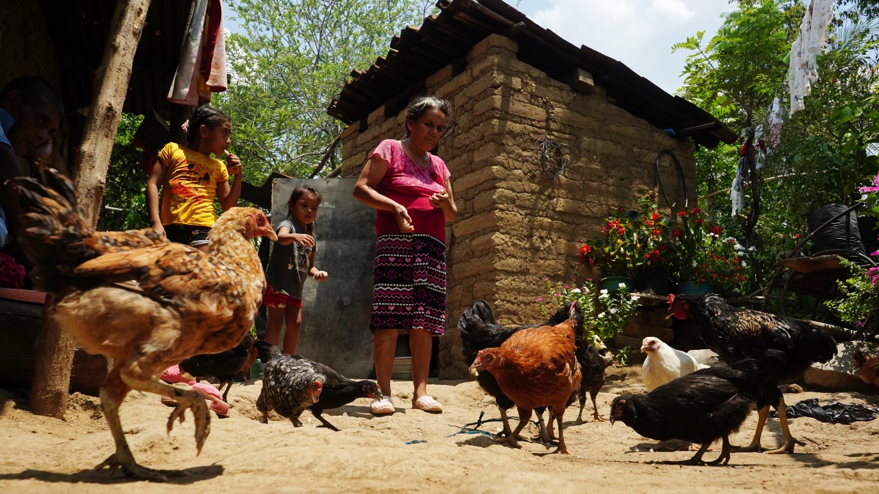 Rosa Cándida, del oeste de El Salvador, alimenta pollos en el exterior de su casa con sus nietas.