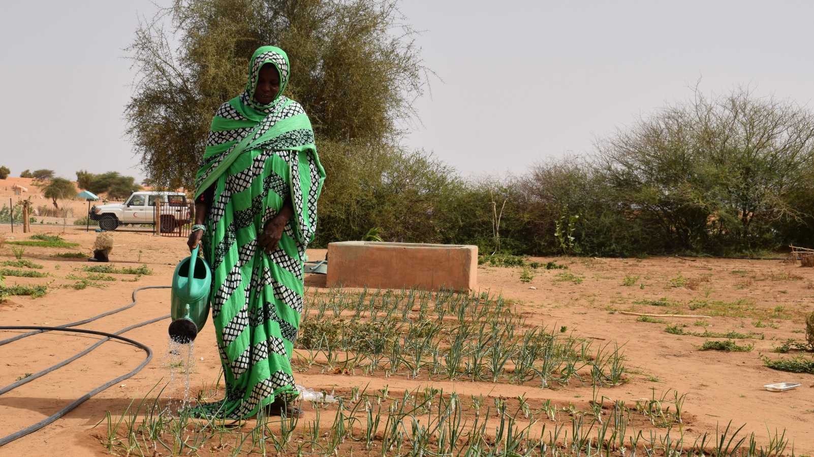 A woman in southern Mauritania waters recently-planted vegetables in her garden which will help her feed her family.
