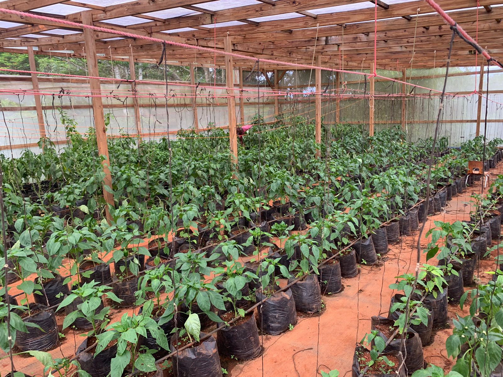 With support from the Jamaica Red Cross, a school for deaf students now has new water storage tanks and a solar-powered pump to help the school's farm cope with persistent droughts. 