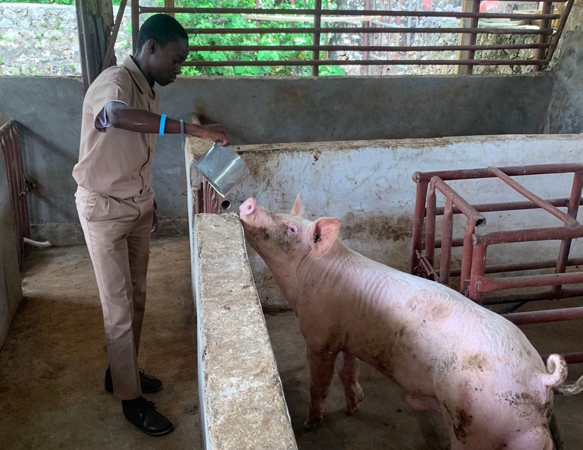Kenardo Parkes, a student at the Caribbean Christian Centre for the Deaf (CCCD) feeds one of the pigs reared at the CCCD Knockpatrick campus. 