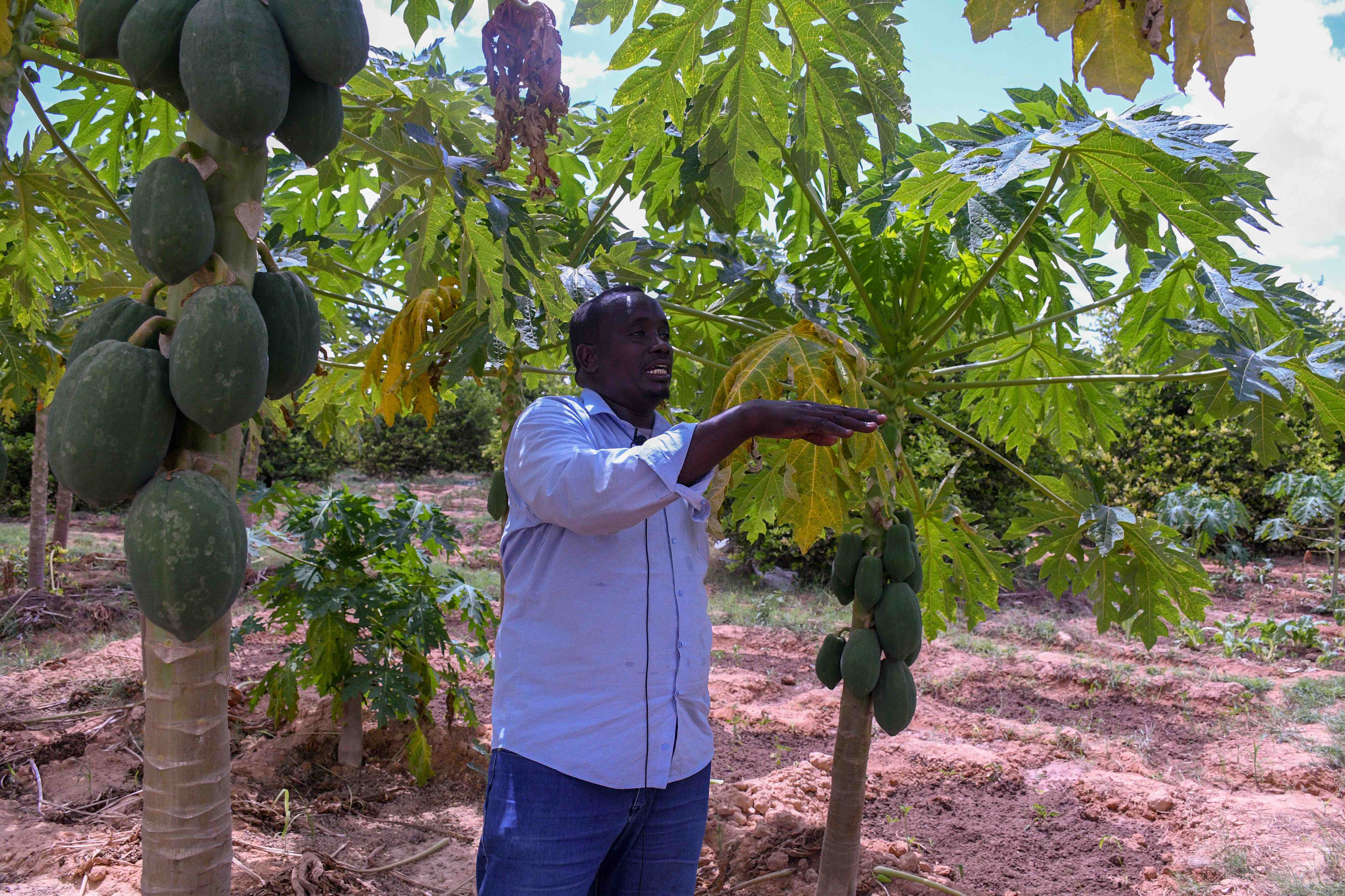 One of the community leaders in Cuun village, Yasiin Maxamed Jamac, says the new water system has allowed local farmers to grow crops again.
