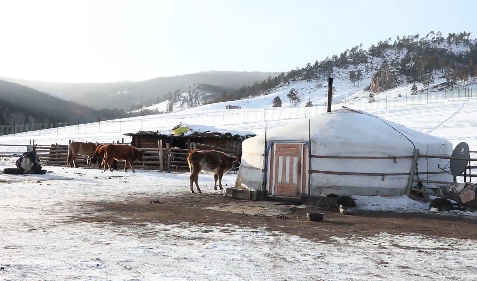 Olas de frío con temperaturas inusualmente bajas se han cobrado la vida de personas y ganado en algunas zonas de Mongolia.