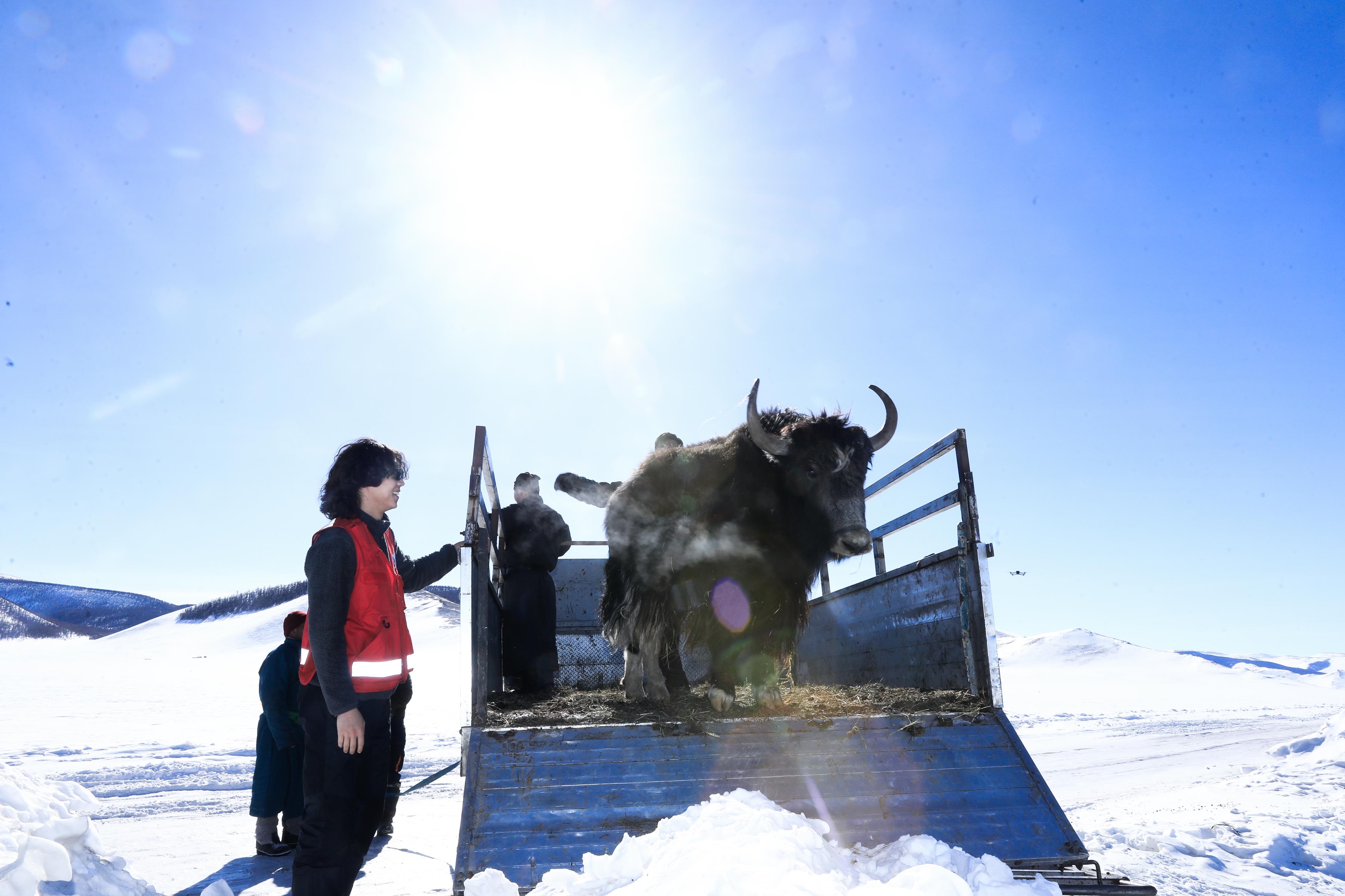 A Mongolian Red Cross team member helps a herder household unload their animals from a truck after heavy snows made it impossible for the livestock to walk back as normal from their grazing grounds. 