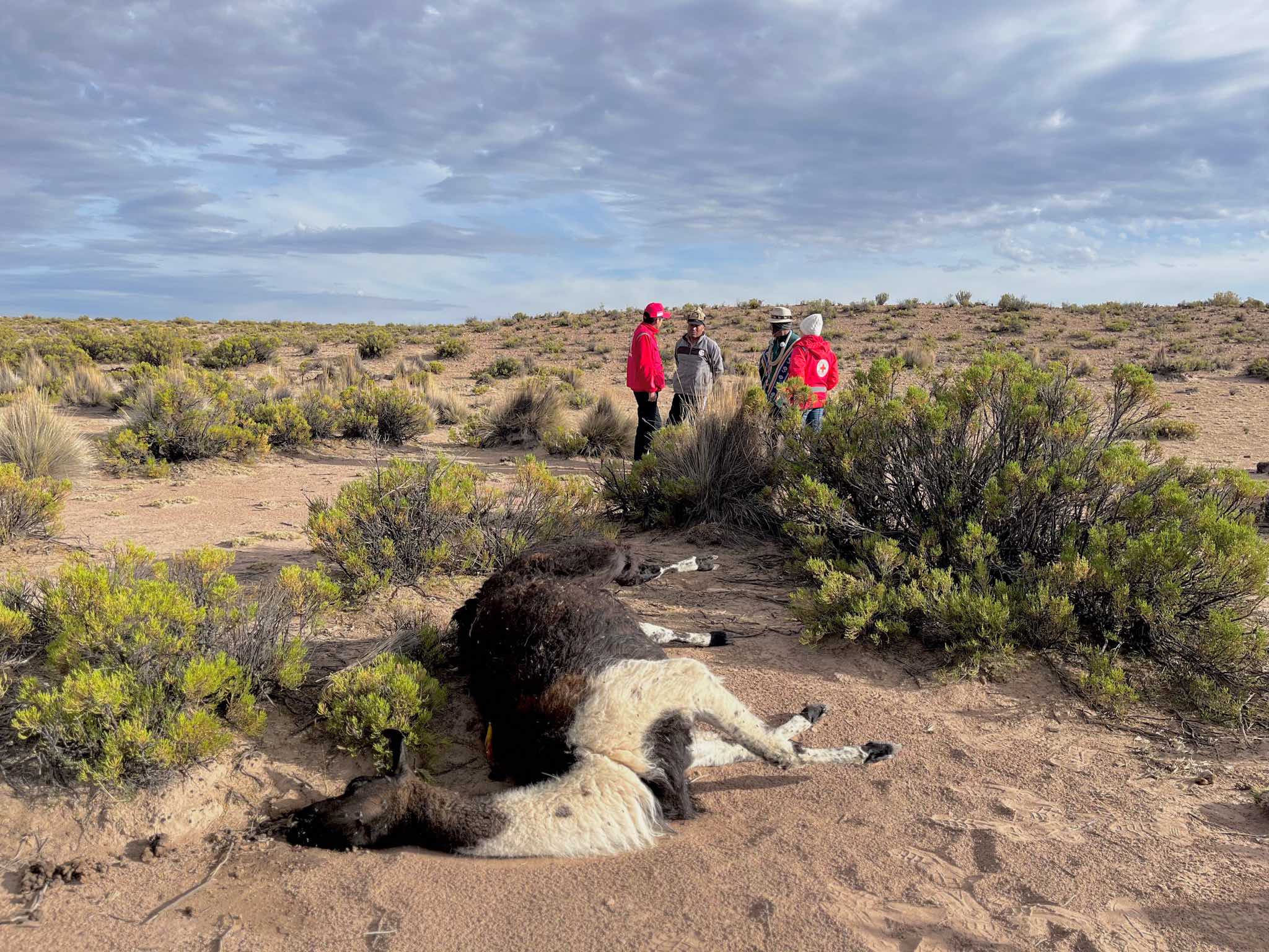 La Cruz Roja Boliviana visita comunidades donde muchas llamas han muerto debido a la prolongada sequía.
