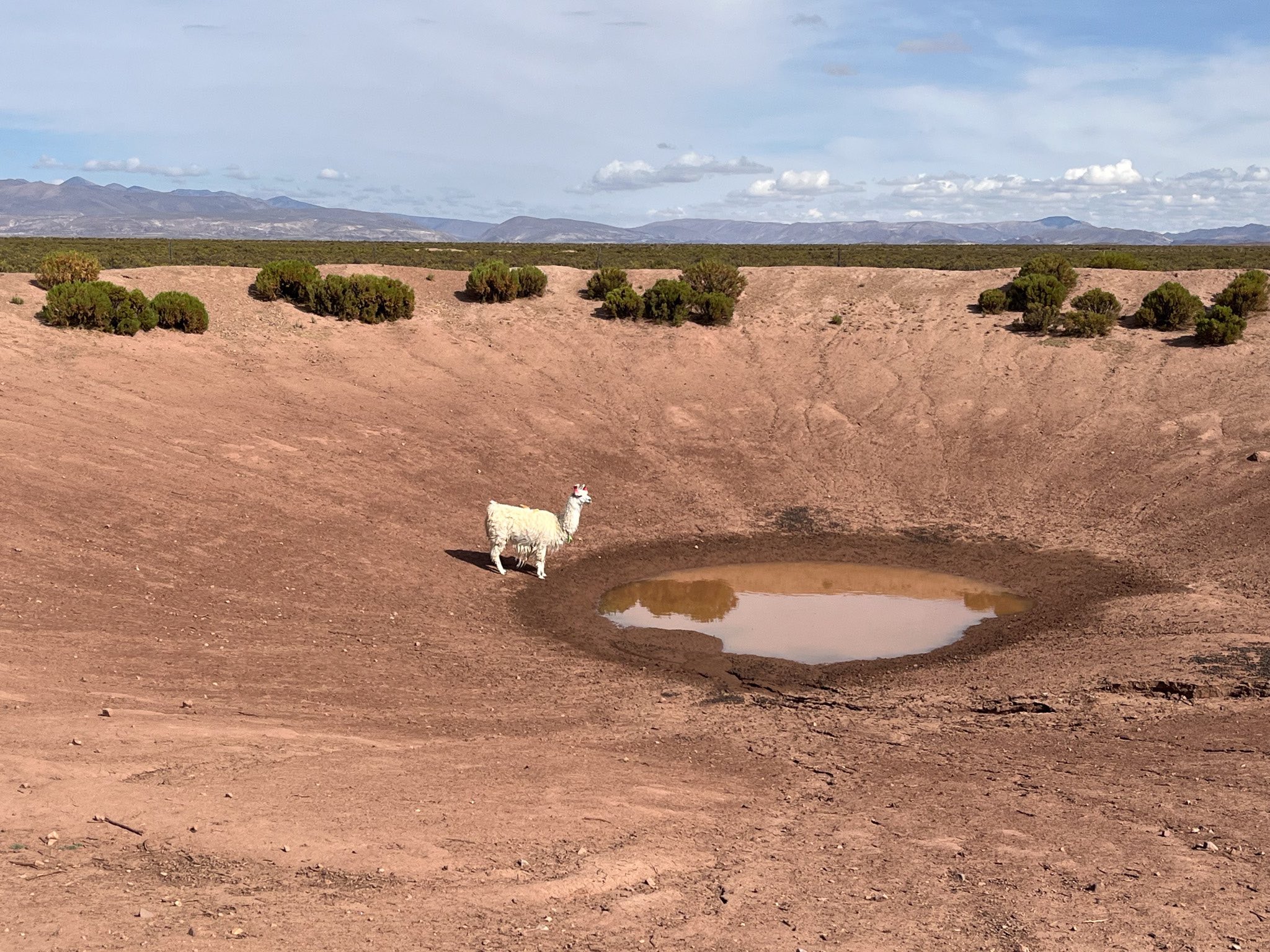 Una llama solitaria observa lo que queda de agua en un pozo que se ha reducido a poco más que un charco debido a una sequía sin precedentes en Bolivia.