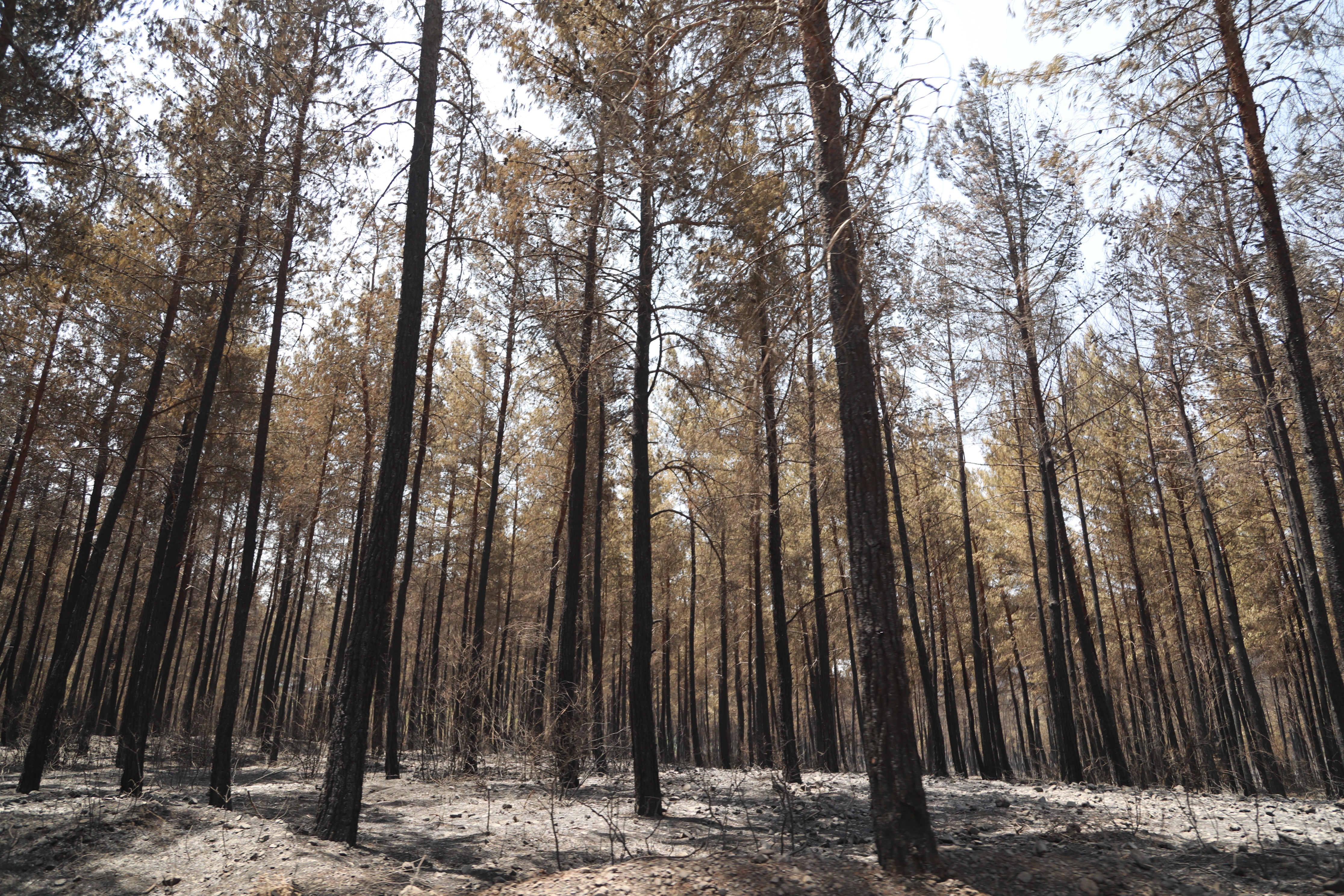 Un bosque quemado por un incendio forestal en Turquía, uno de los varios incendios recientes en el que la Media Luna Roja Turca brindó apoyo de emergencia mientras la gente pasaba sofocada los días de altas temperaturas.