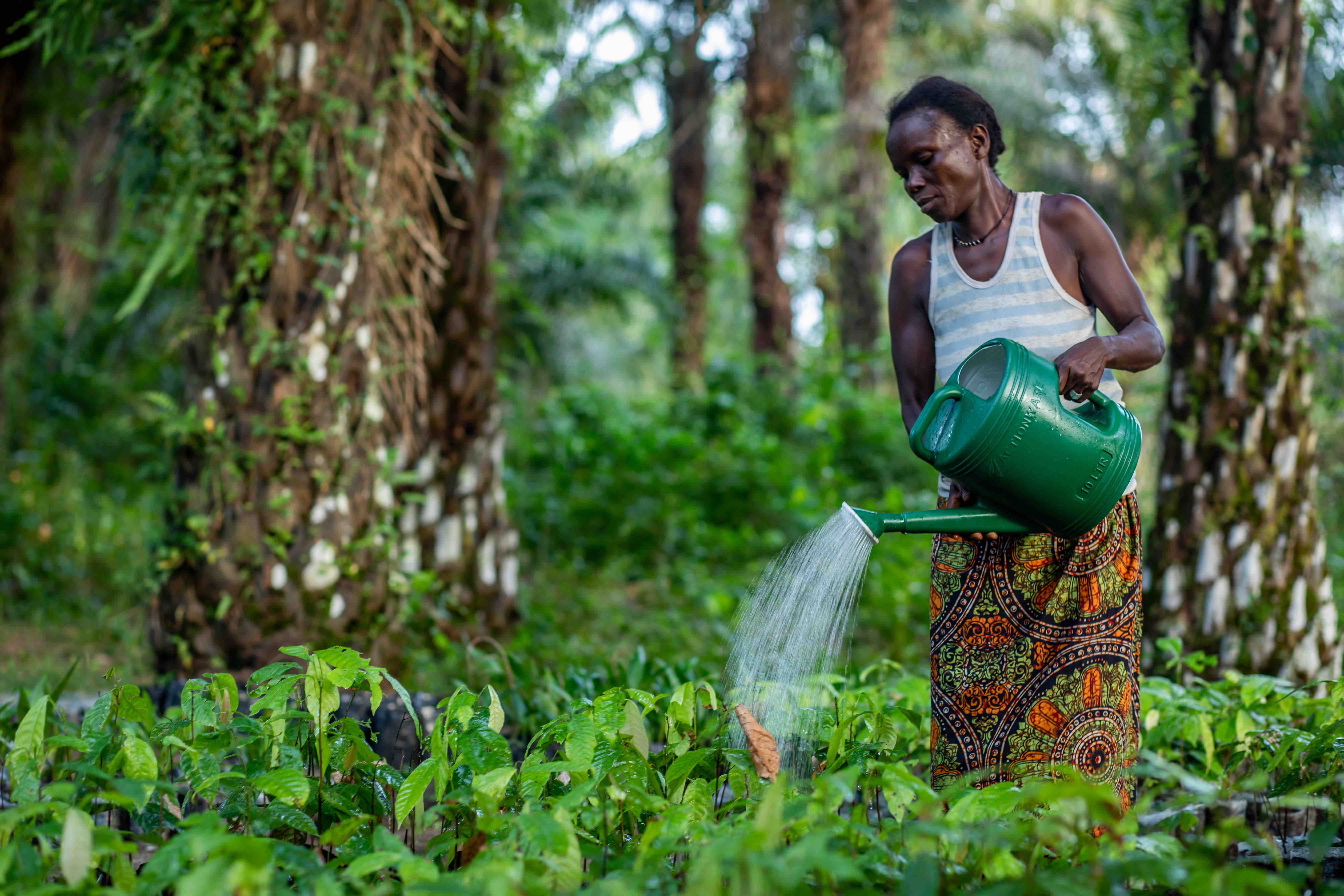 Mariam Albert carefully waters tree seedlings as part the Sierra Leone Red Cross Society’s Tree Planting and Care Project, which empowers women like Mariam to lead and facilitate the tree planting in their communities. 