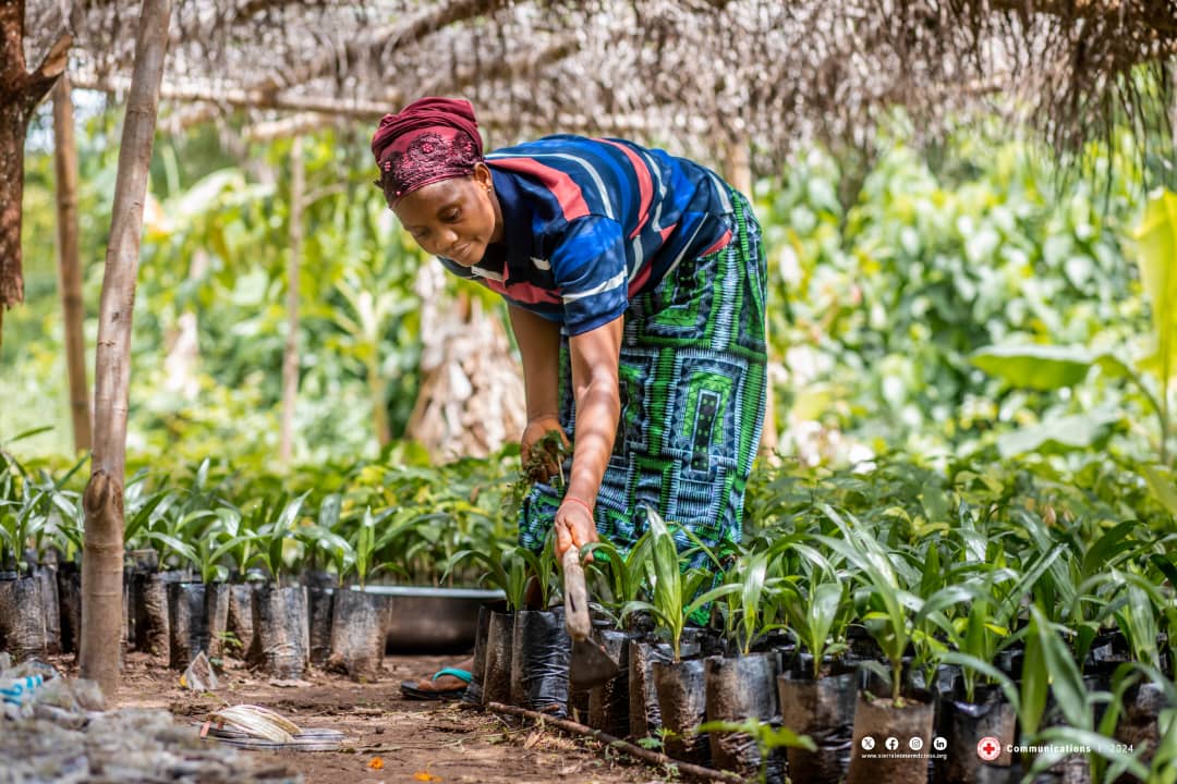 A woman tends of one of the thousands of seedlines under her care as part of the  Sierra Leone Red Cross’s Tree Planting and Care Project. She is one of 52 dedicated women Tree Planting and Care Champions taking part in the project.