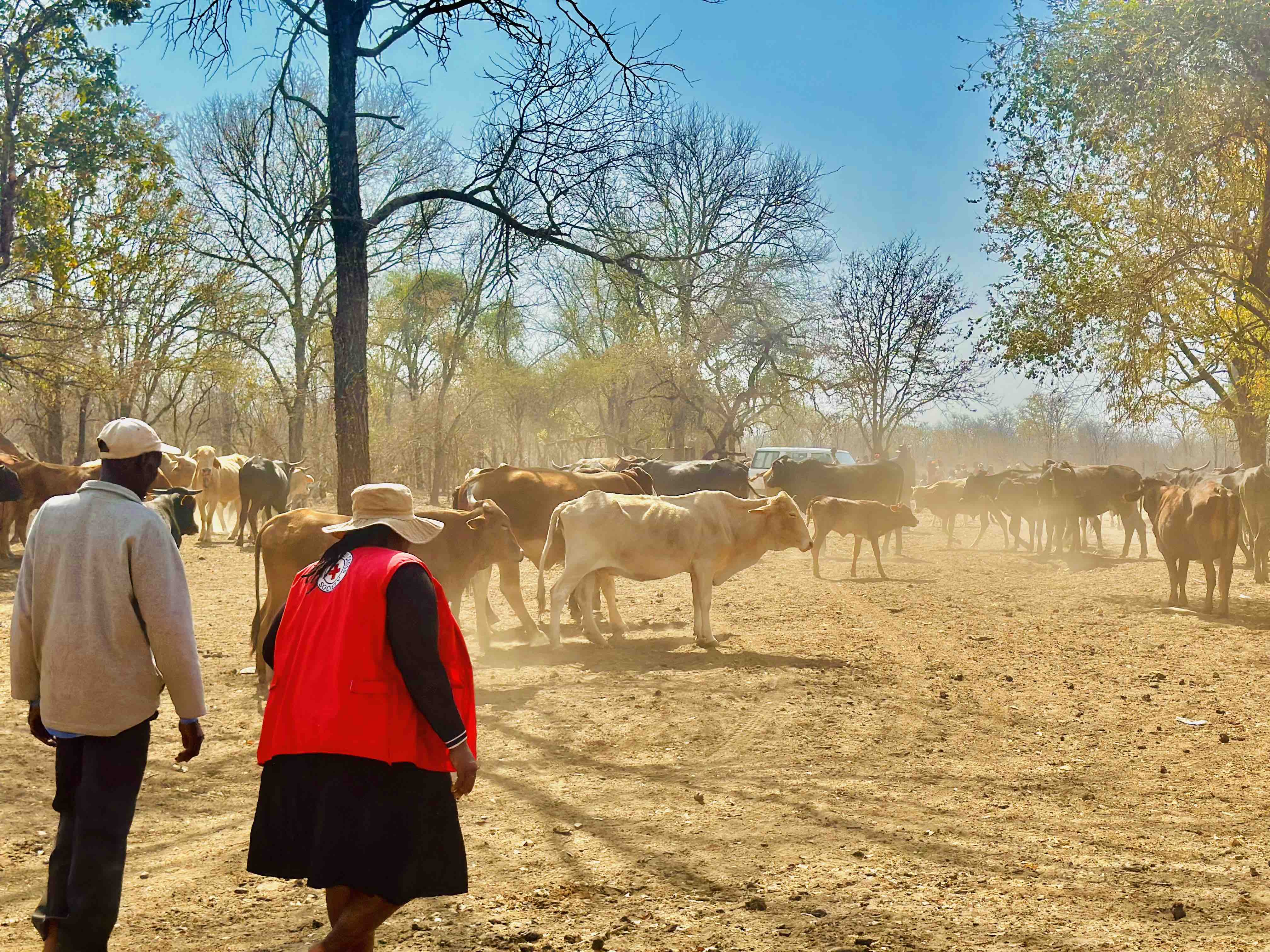 A Zimbabwe Red Cross volunteer walks with a man and his cattle toward the Gudomutovhoti water station so that his parched cattle can get some much needed water. The drought has also decimated grazing areas and dried up usual water sources.