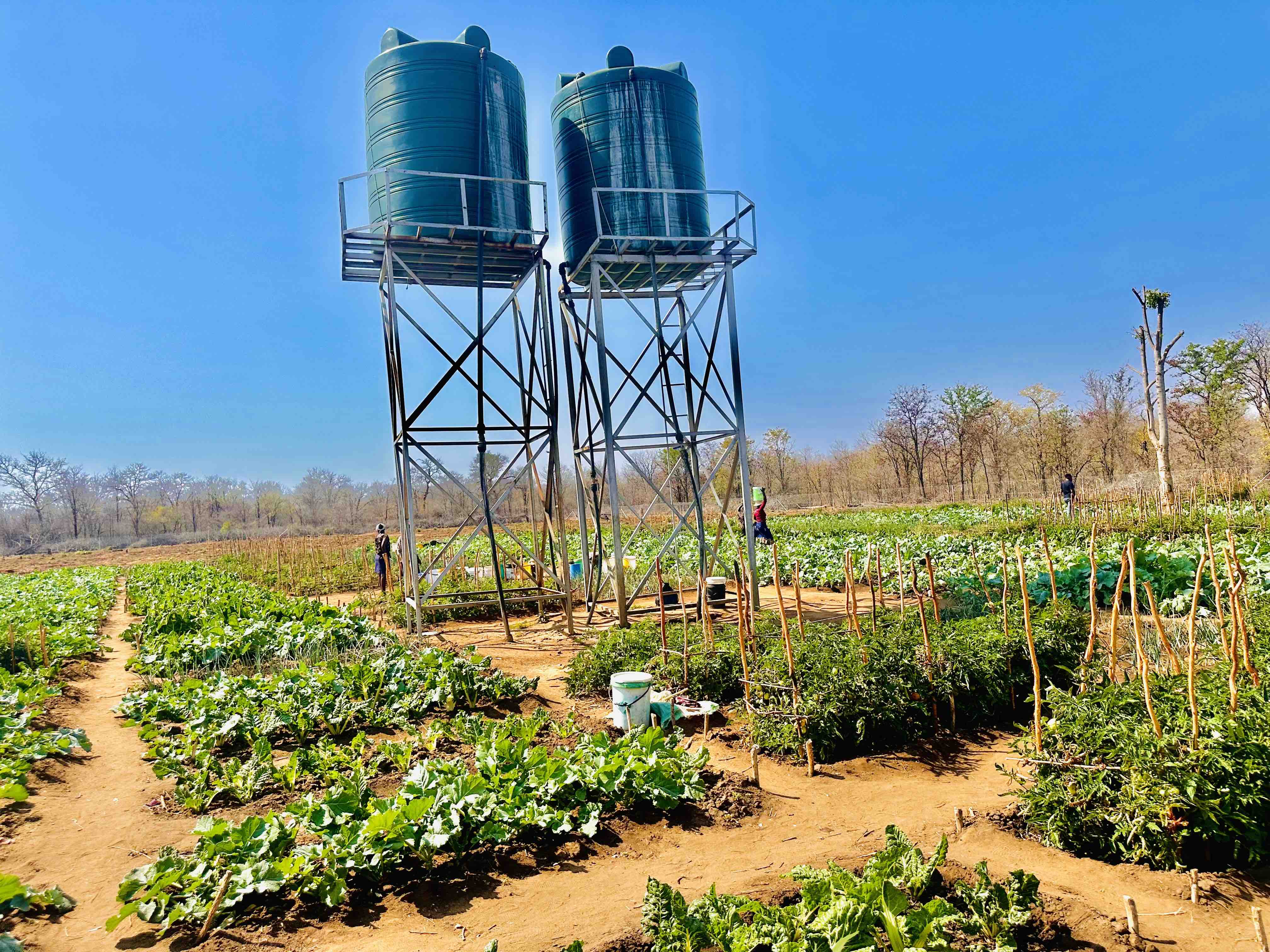 Powered by solar energy, the Gudomutovhoti Piped Water Scheme supports the one-hectare nutrition garden through two tanks where women collect water to irrigate their vegetable plots.