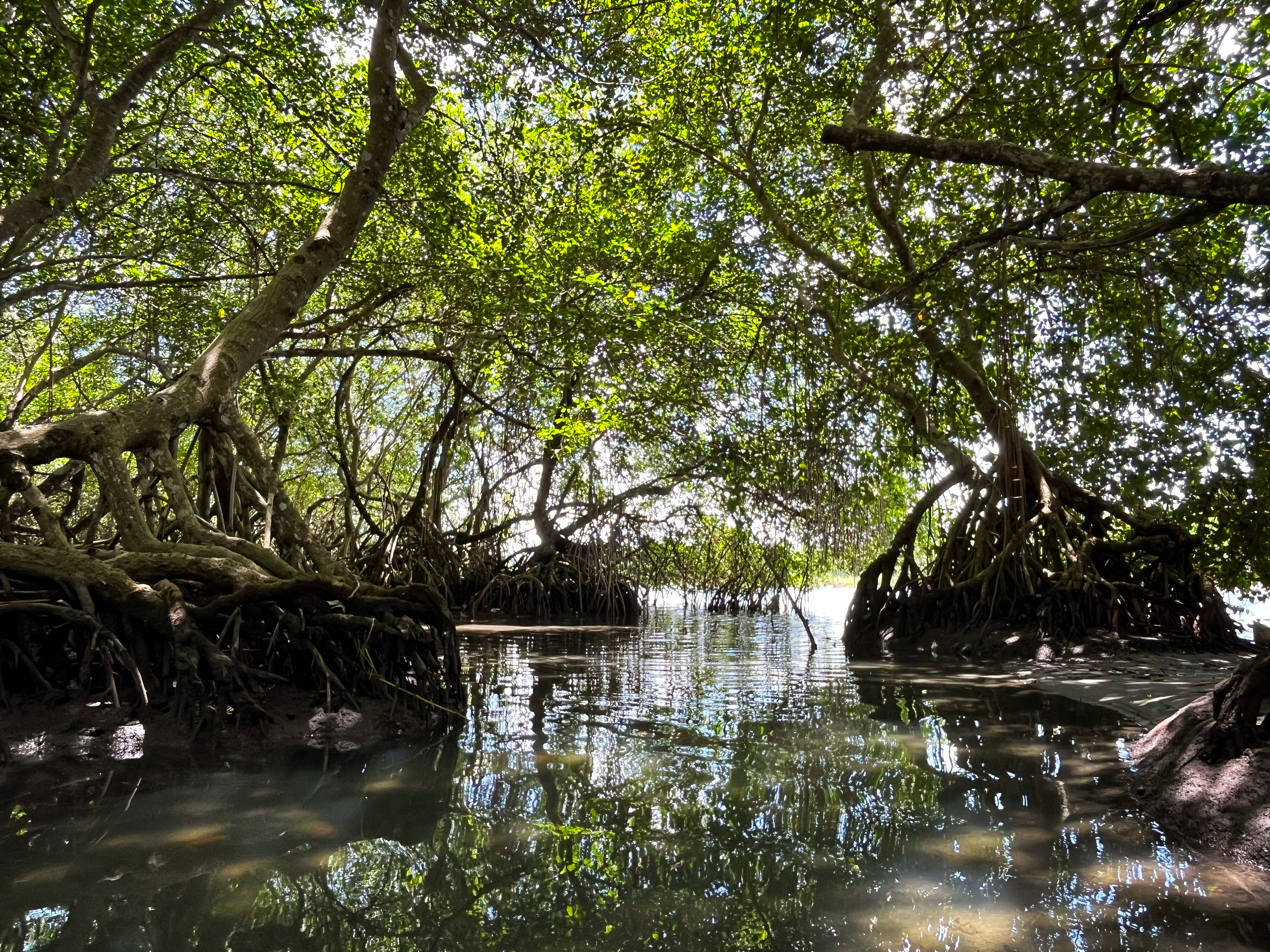 Mangroves act as a natural barrier that reduces the impact of flooding and storm surges. Unfortunately, mangroves are being threatened by pollution, destruction and overfishing.
