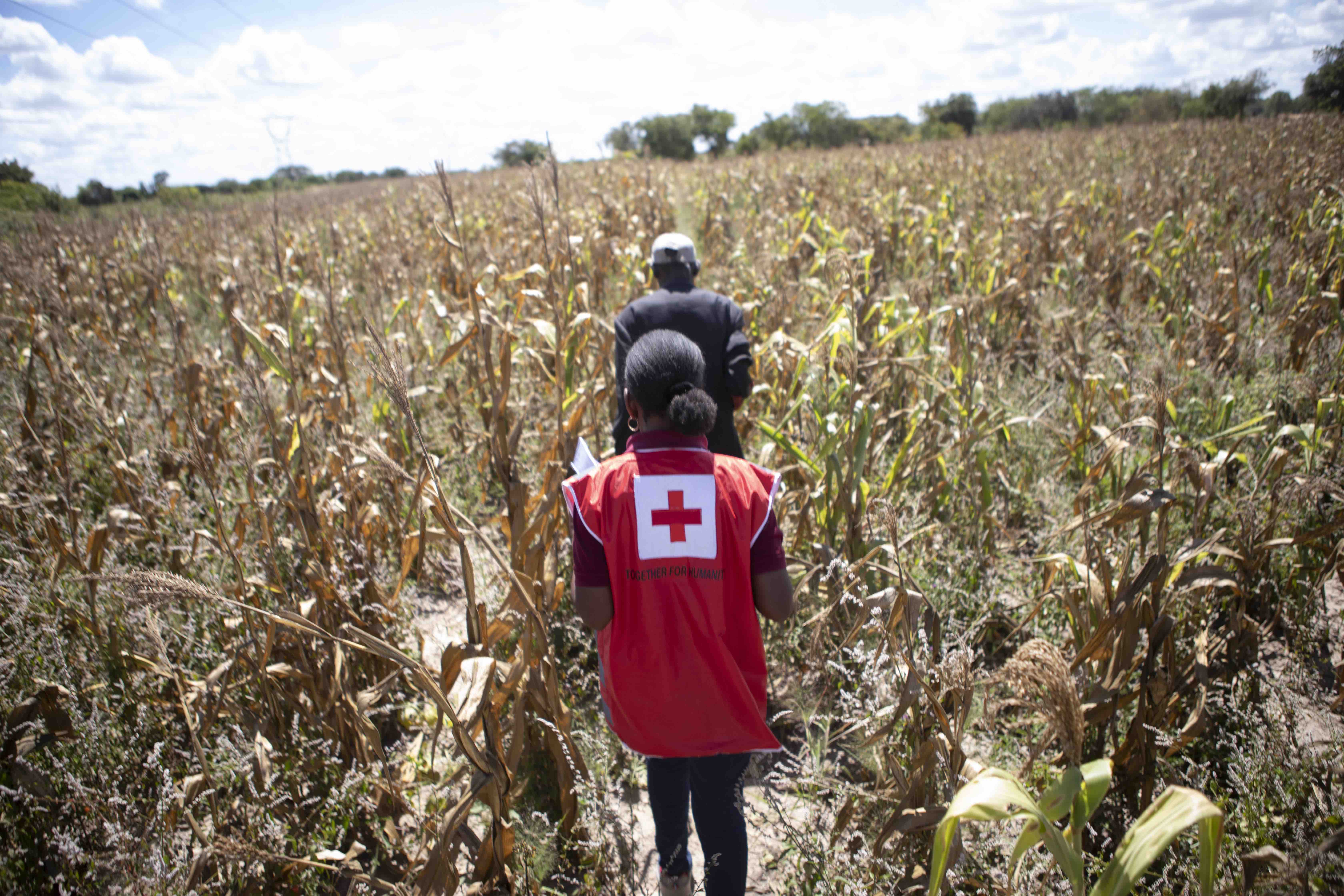 A Zambian Red Cross volunteer follows Charles Chamileche, a farmer in Kabwe, Zambia, in a corn field that has been devastated by prolonged drought. 
