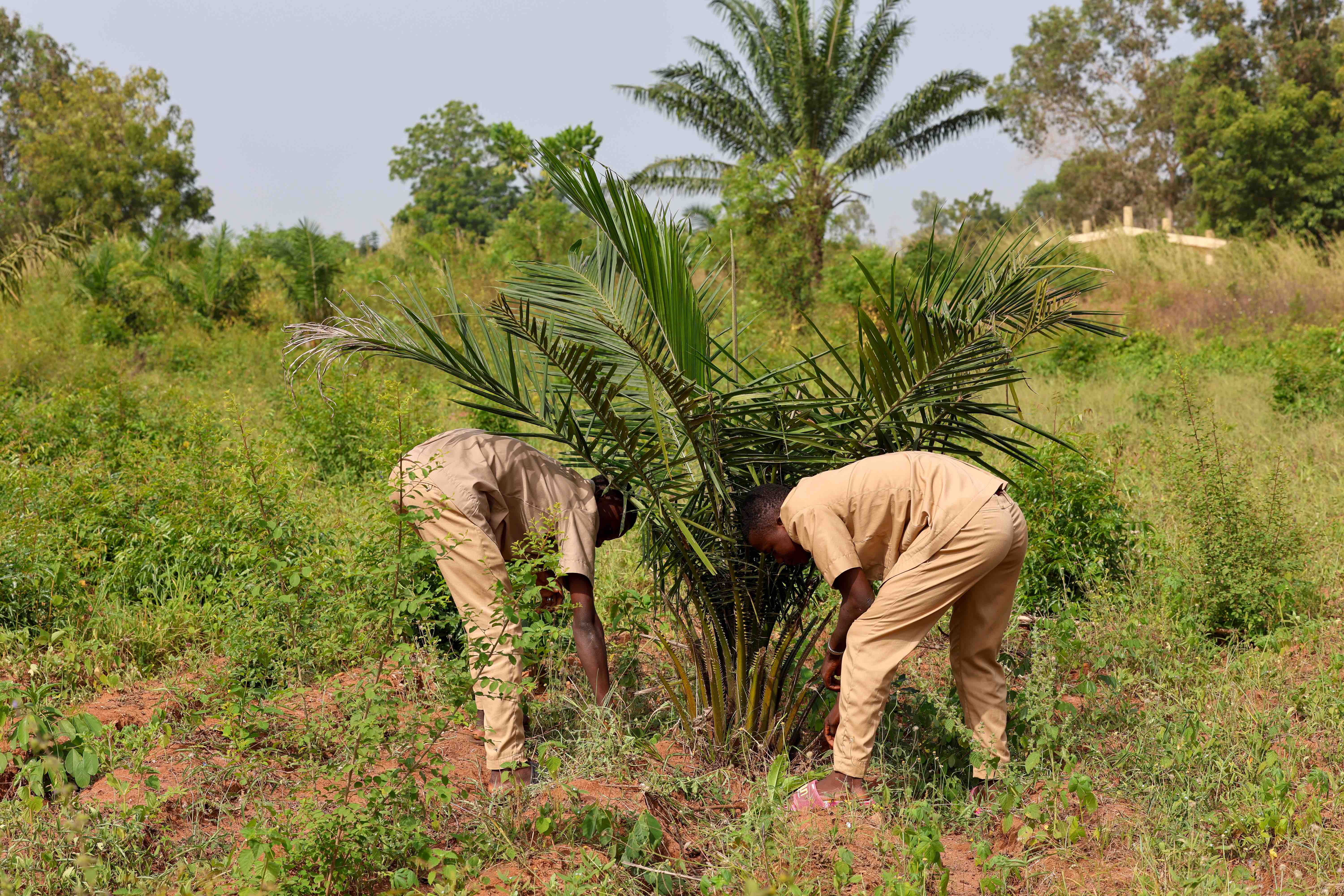 Students from a local high school in Abomey, Benin, tend to plants grown in their school by the Benin Red Cross