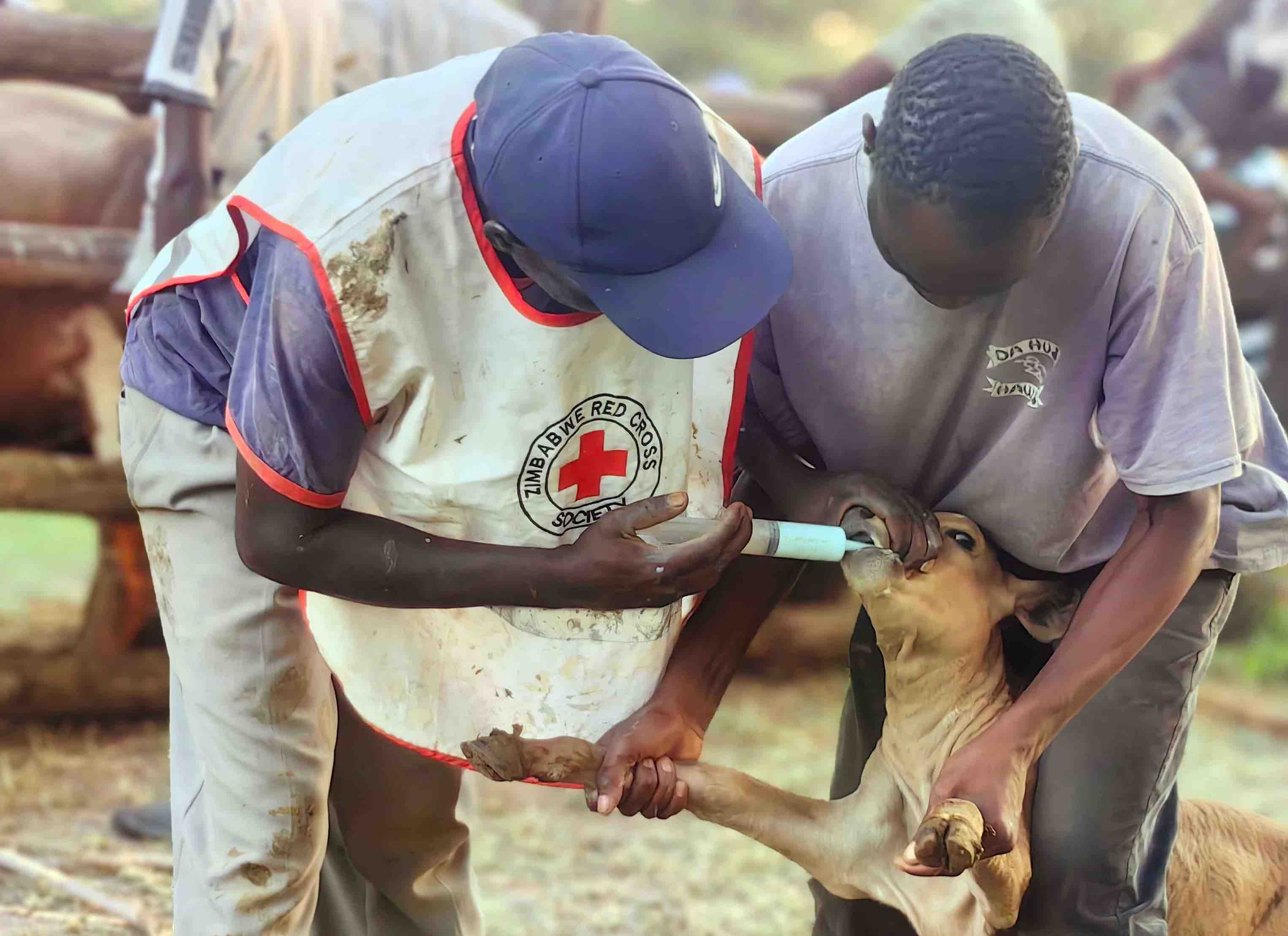 Un voluntario de la Cruz Roja de Zimbabue administra un producto químico antiparasitario para ayudar a reforzar la resistencia del ganado frente a la sequía. 