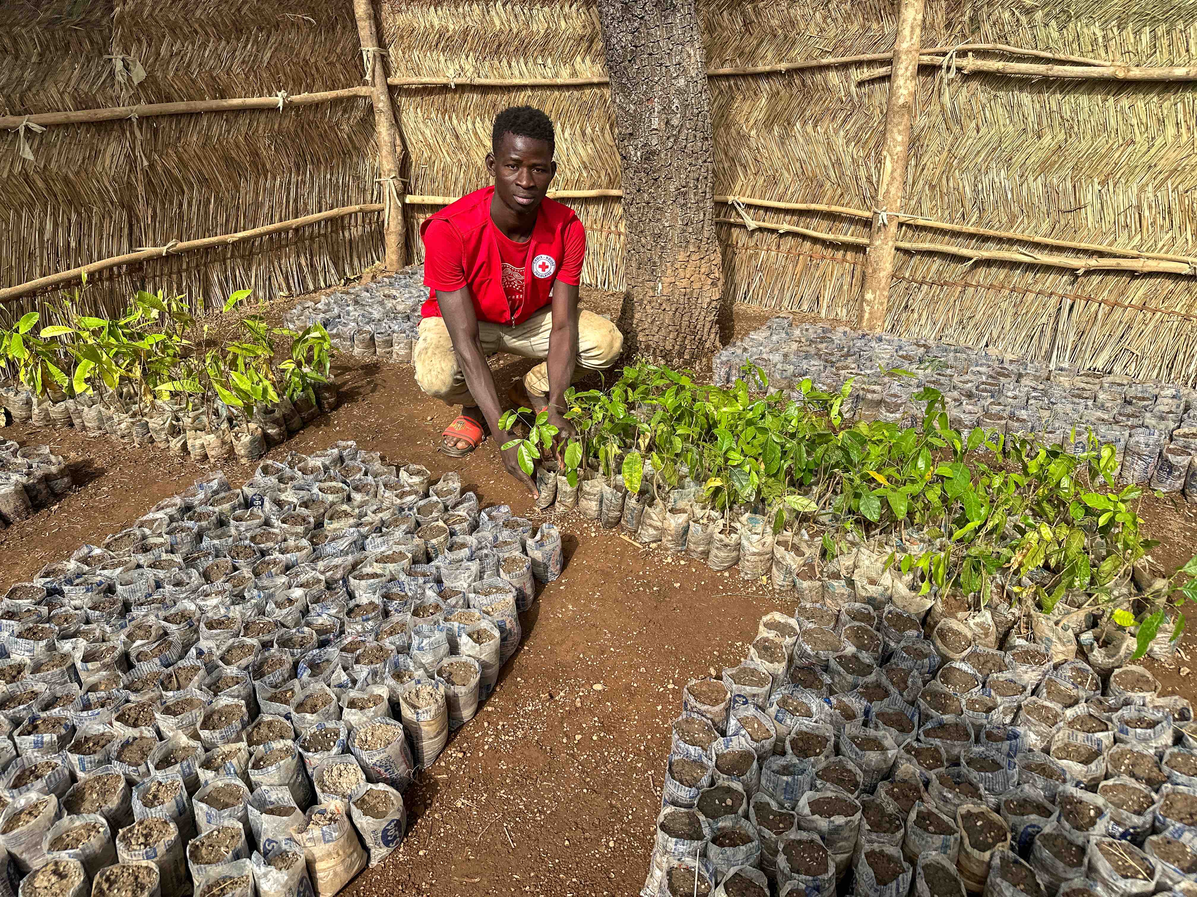 Red Cross volunteer, Tchakpi Felix, in Wadjado community in northern Togo sits in front of hundreds of seedlings in the community’s tree nursery.