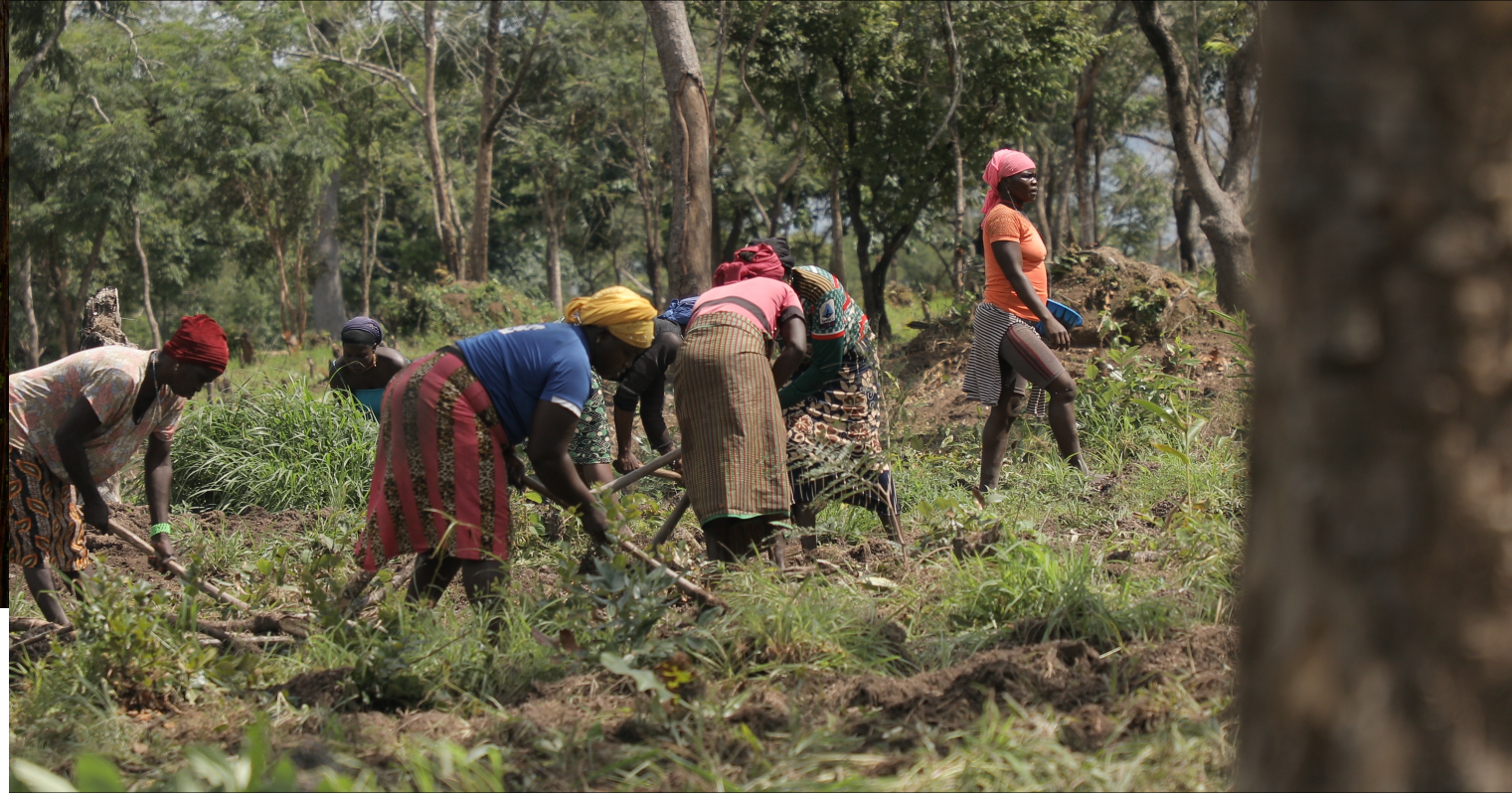 Les femmes du village de Kabayaba, en Guinée, se sont lancées dans l'agriculture dans les champs environnants, afin de récolter de l'argent pour aider à la construction du nouveau poste de santé.