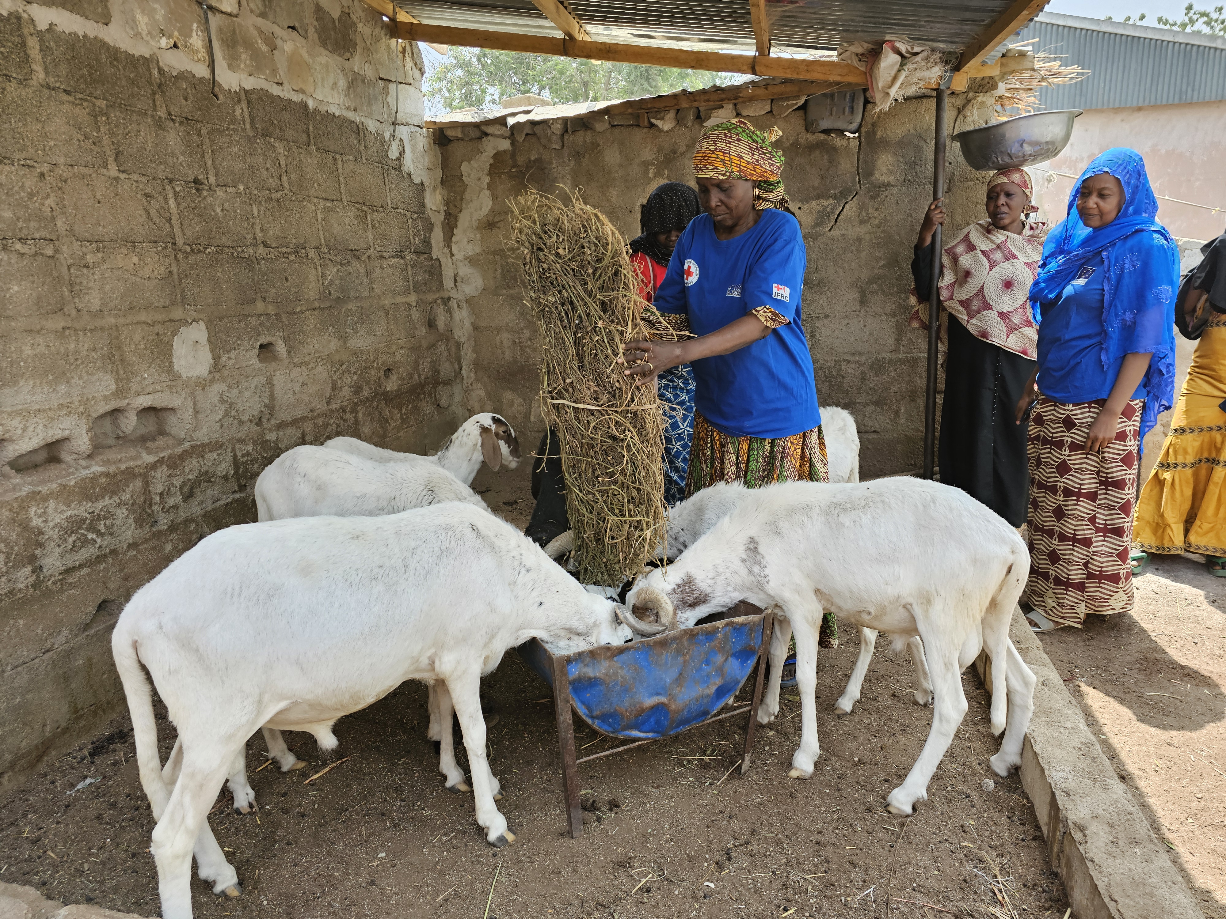 Aïssatou Dahirou, President of the Dougoï mothers' club, feeds the sheep they bought as part of the club's income-generating activities.