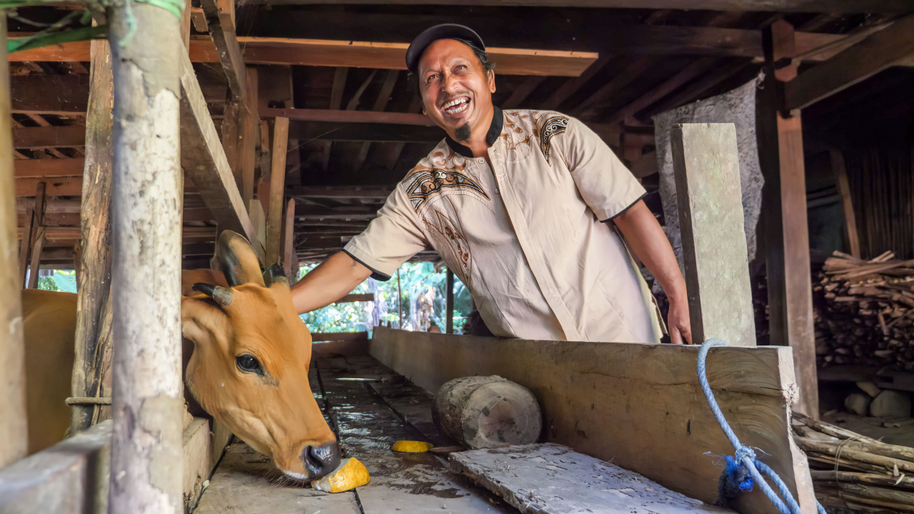 Mansyur from Tallasa Baru used to resist vaccinating his cattle and actively dissuaded fellow villagers from doing so, until he was convinced of the benefits to his cows’ health by PMI volunteers. Now he’s a champion of animal vaccination within his community.