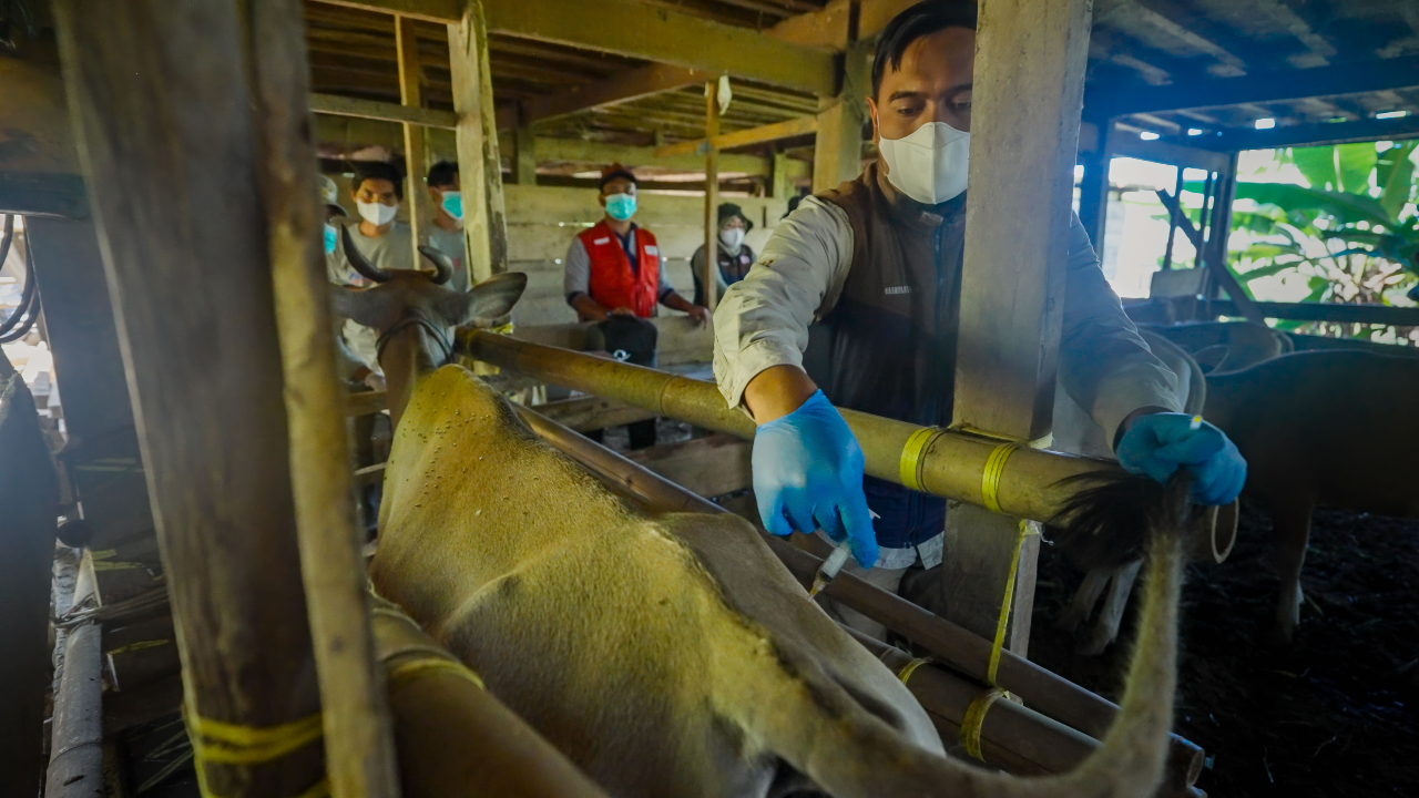 CP3 volunteer Irwan looks on as Najamuddin’s cattle receive vitamins and mineral supplements to help them regain full health.
