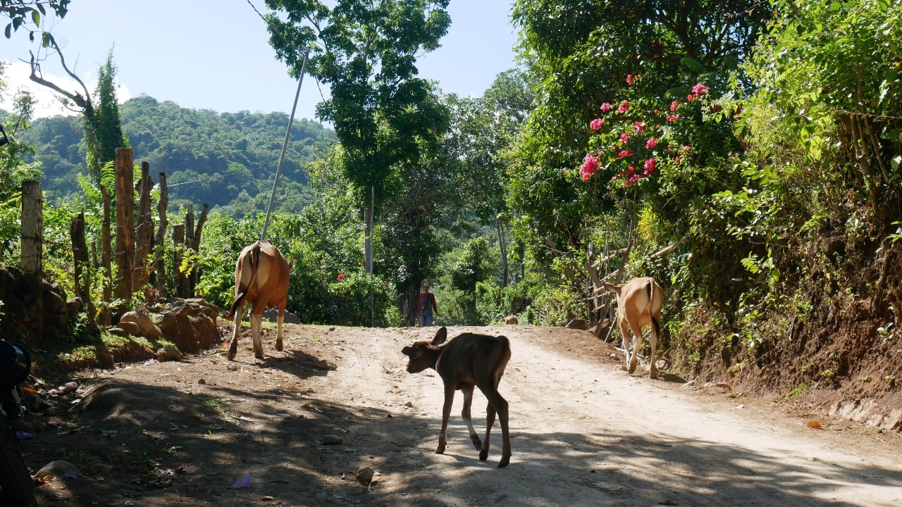 Cows roaming freely in the secluded and rural hamlet of Tallasa Baru in South Sulawesi, Indonesia.