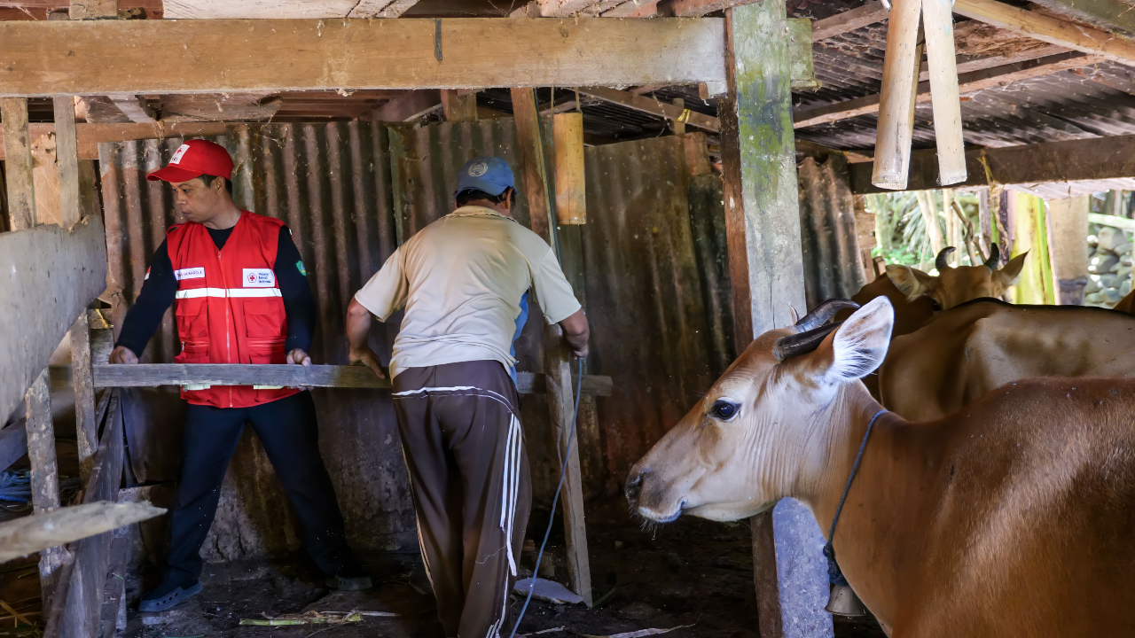 CP3 Supervisor, Syarif, helps a villager in Tallasa Baru to construct a small pen to put cows in ahead of a planned FMD vaccination event run by local veterinary authorities.