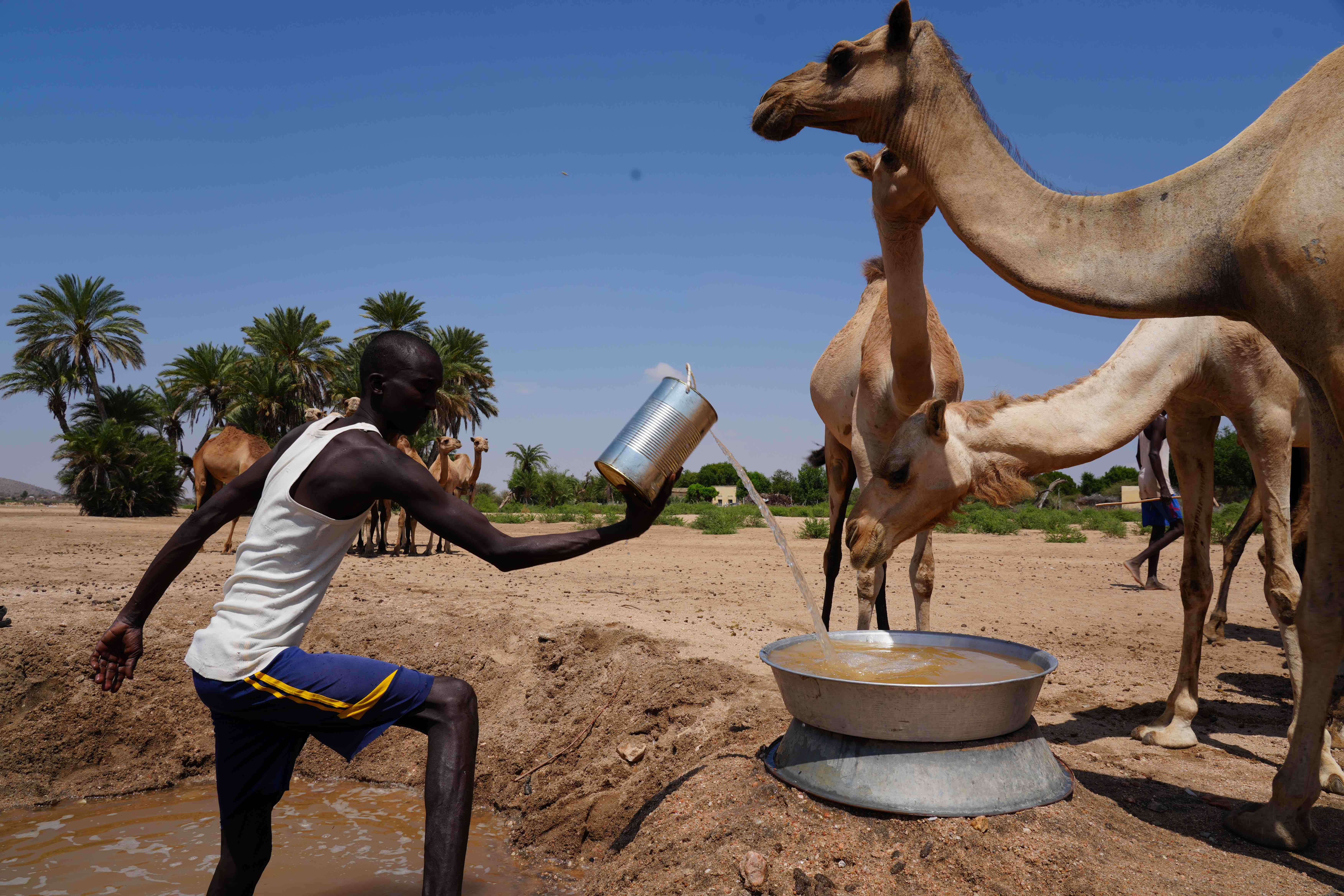 A camel herder tends to his camels at Gargaara-Baki village in the Lughaya District of the Awdal region. As drought conditions worsen, livestock keepers are being forced to travel increasingly longer distances in search of water and pasture. 