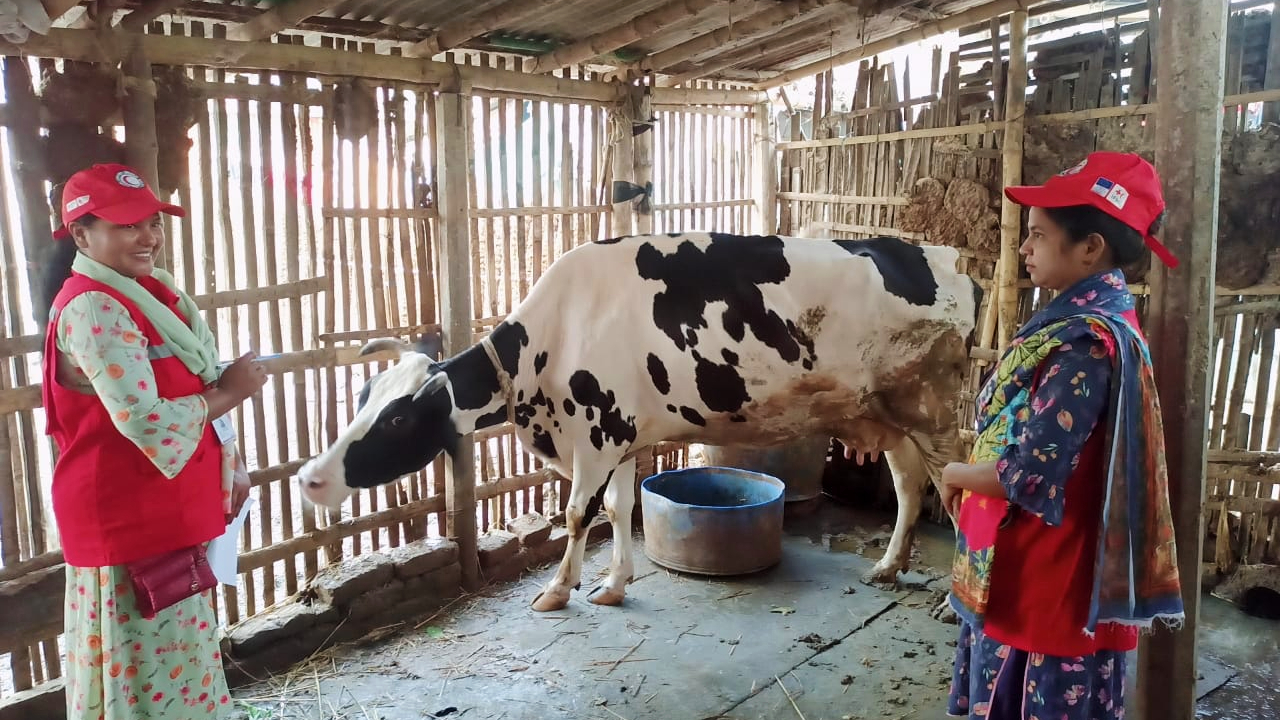 Bangladesh Red Crescent Society volunteers inspect cattle for signs of foot and mouth disease- a highly contagious and potentially fatal animal disease which can destroy people’s livelihoods. 
