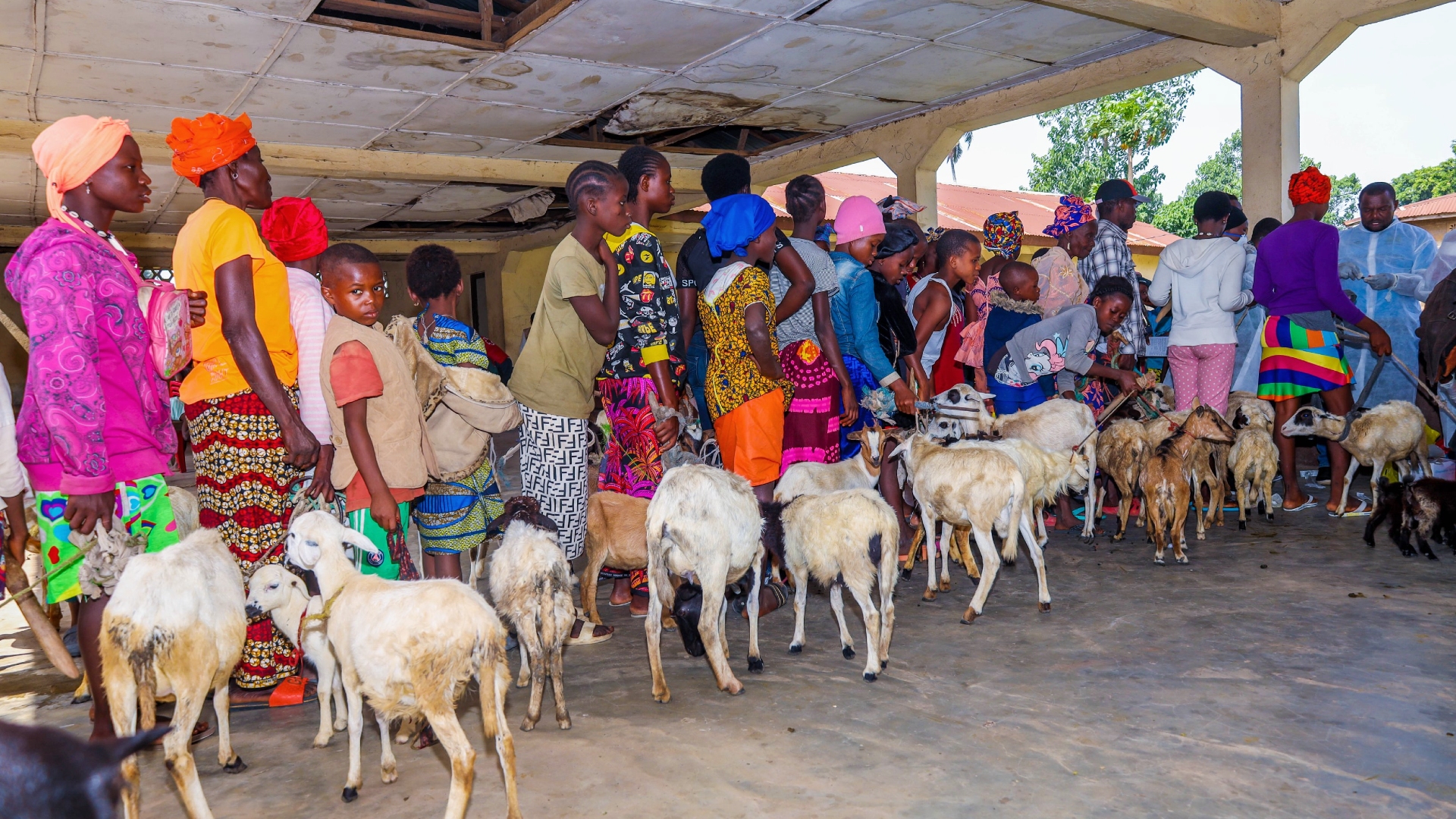 People queue up to get their goats and sheep vaccinated against peste des petits ruminants (PPR)  at a vaccination drive supported by the Sierra Leone Red Cross Society.