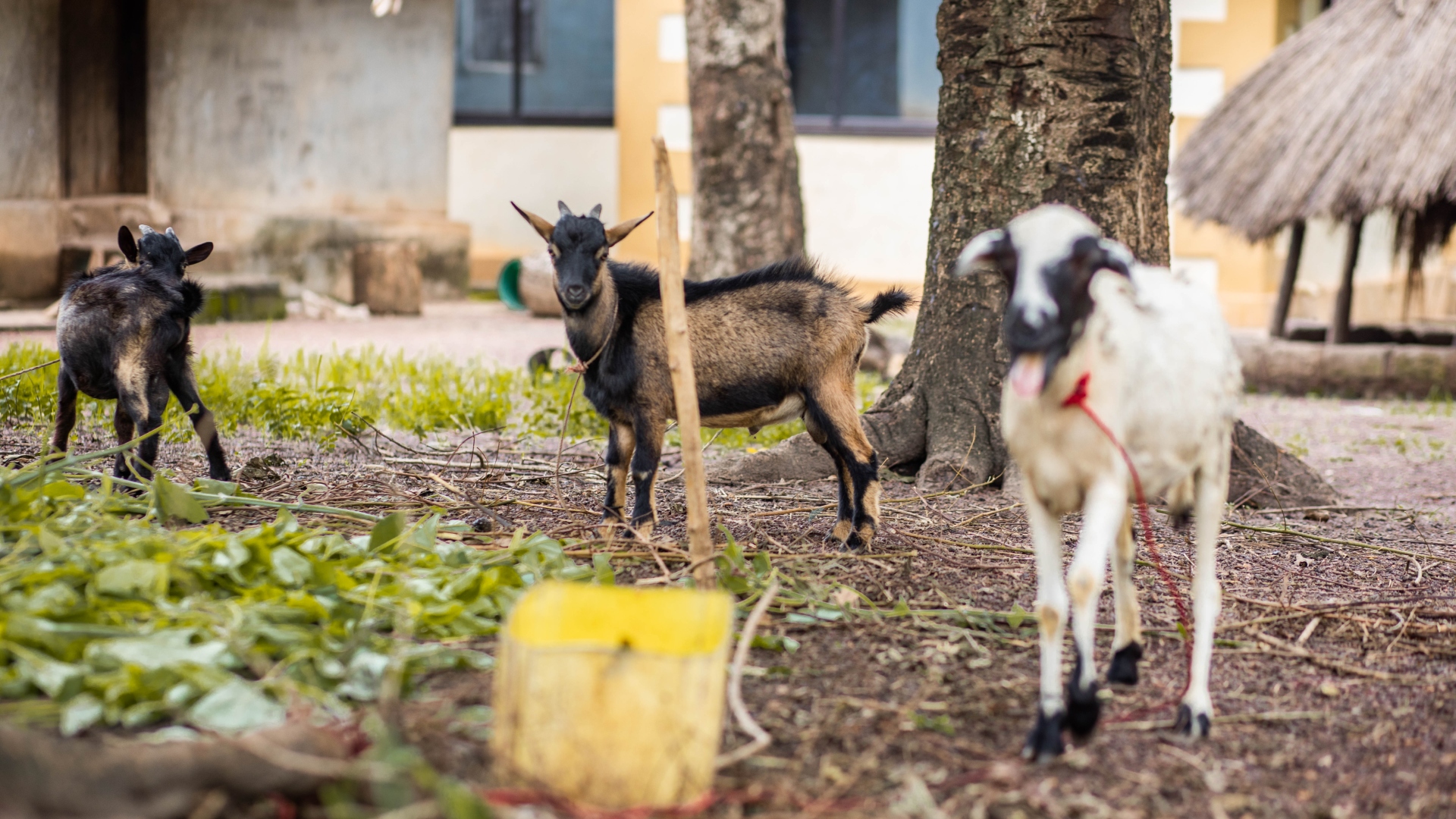 Goats in Kamasasa village, Sierra Leone, are important for people's livelihoods.