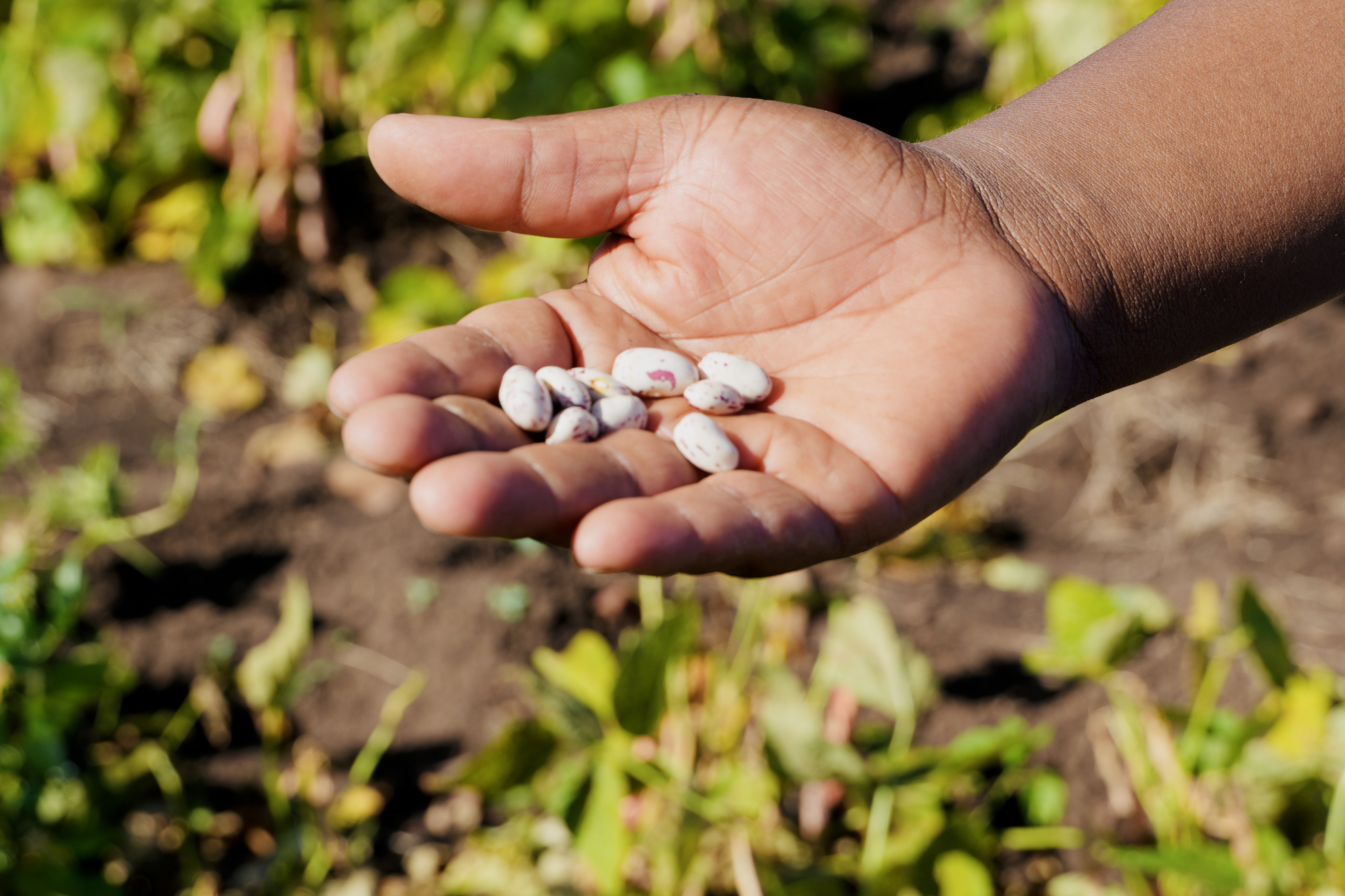 A man in eastern Eswatini shows beans grown thanks to a partnership that provided seeds and agricultural supplies, as well as cash and vouchers, to farmers in four southern African countries. 