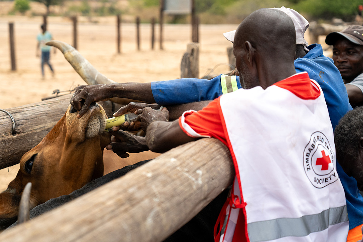A Zimbabwe Red Cross volunteer assists community members with administering oral medicine to cattle in Siachilaba, Binga district — part of an anticipatory action campaign to protect livestock before the dry season hits. 