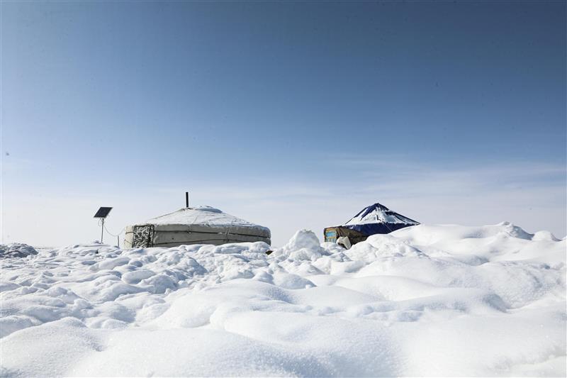 When heavy snows and extreme cold hit herding communities, livestock health can suffer dramatically. Many animals die due to extreme cold and lack of proper nutrition.