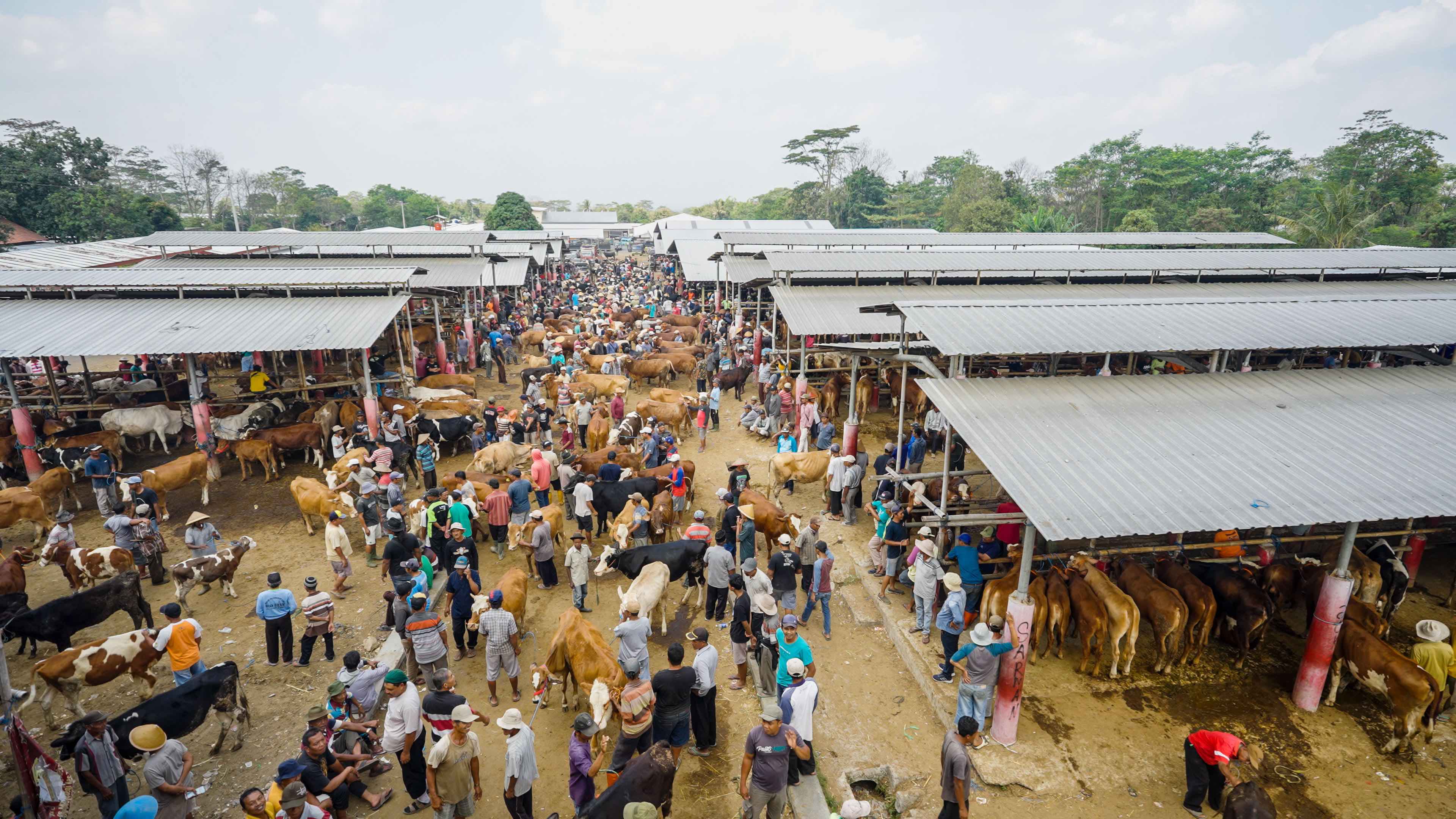 Cows are incredibly important to people in Boyolali, the area where volunteer Bu Im is from. Many people rely on cattle farming and milk production to earn a living. The potential for outbreaks like anthrax to spread is high due to the constant movement of animals. 