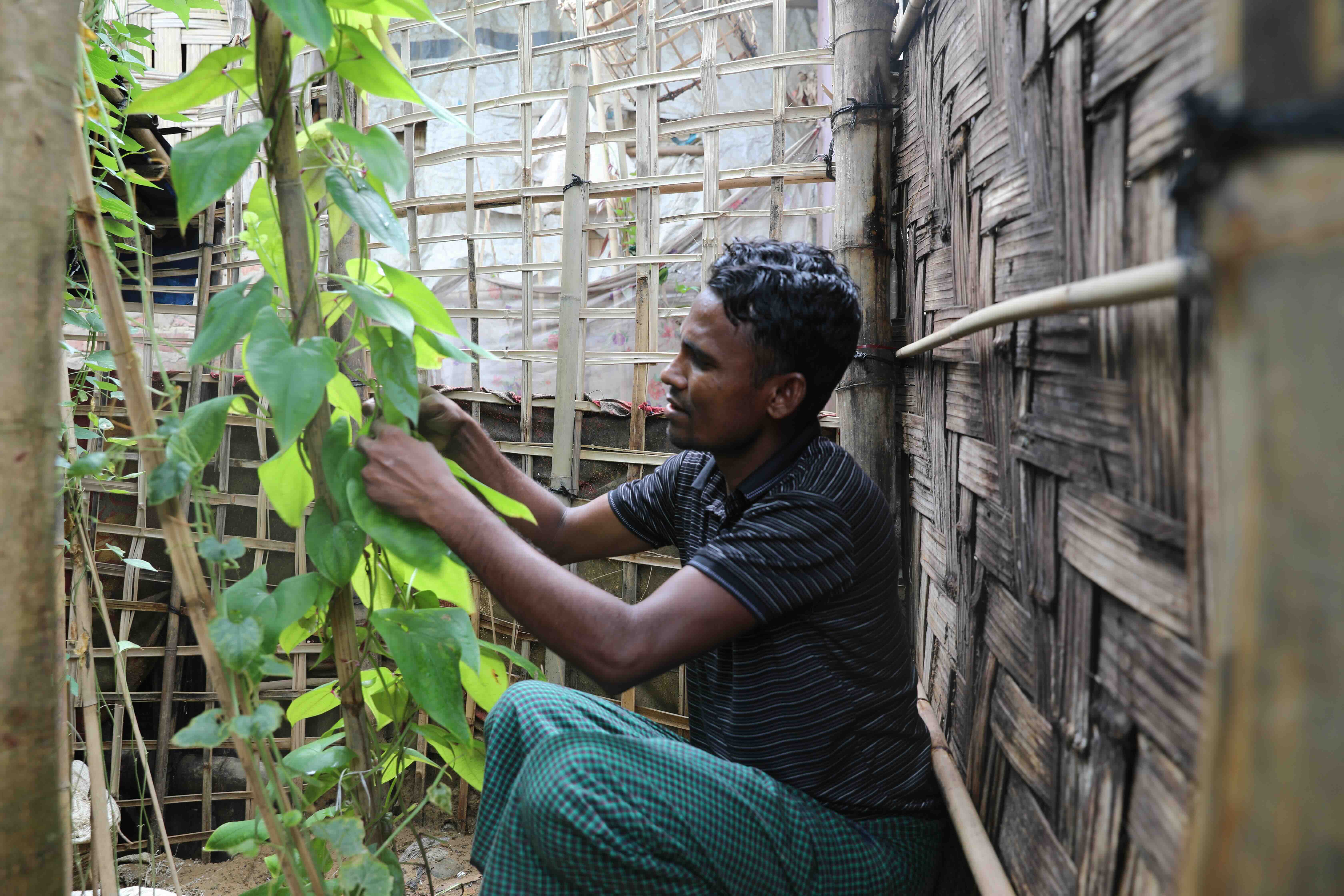 Sayedul Amin grows a variety of leafy vegetables in the garden he built beside his shelter. 