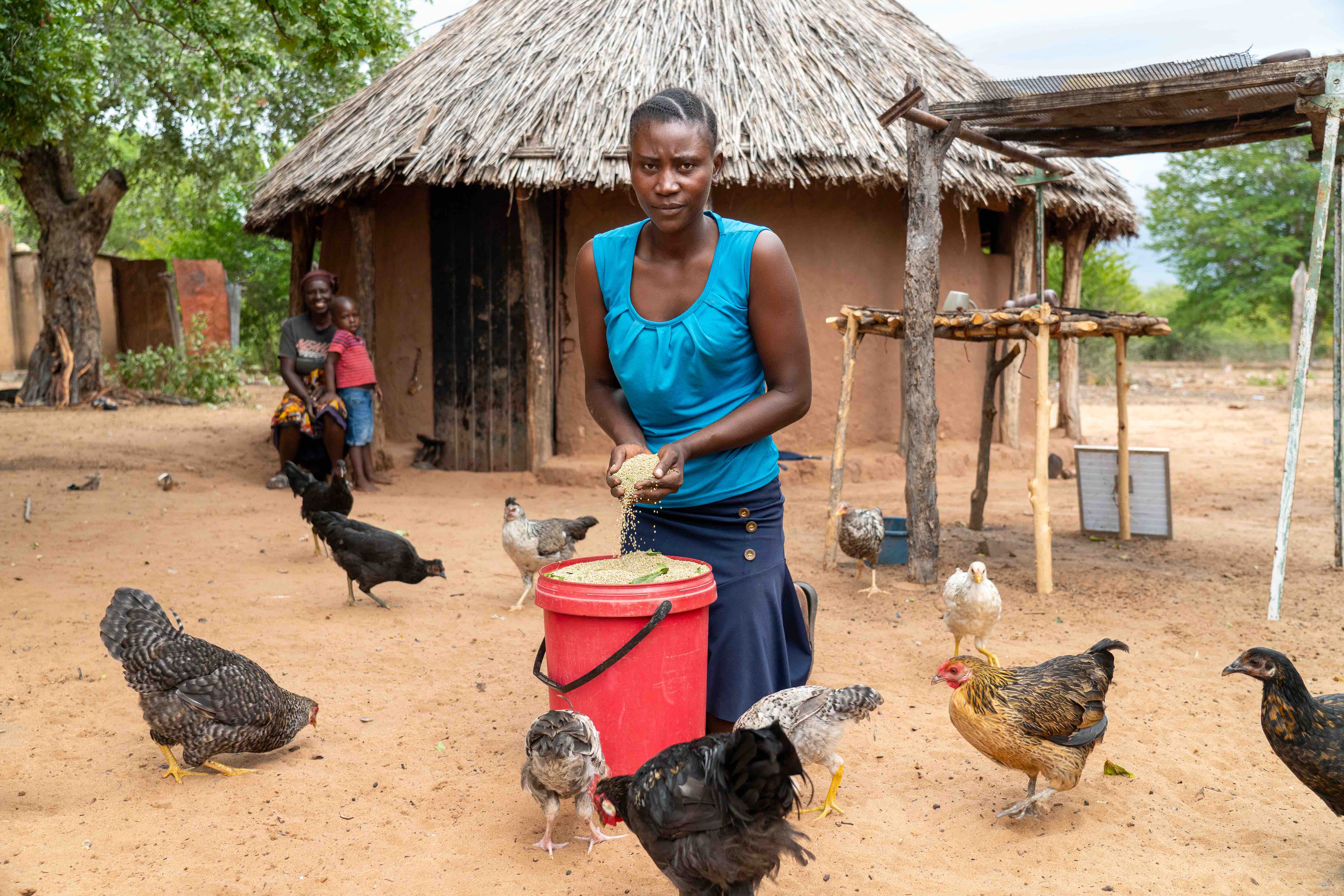 A participant in the Zimbabwe Red Cross’s Climate Smart Resilience feeds her poultry using grains provided by local producers. The project supports farmers in using conservation-oriented techniques such as local seed production, planting crops that take less time to grow, and require less water than crops like maize, which have been producing lower yields due to changes in the climate.