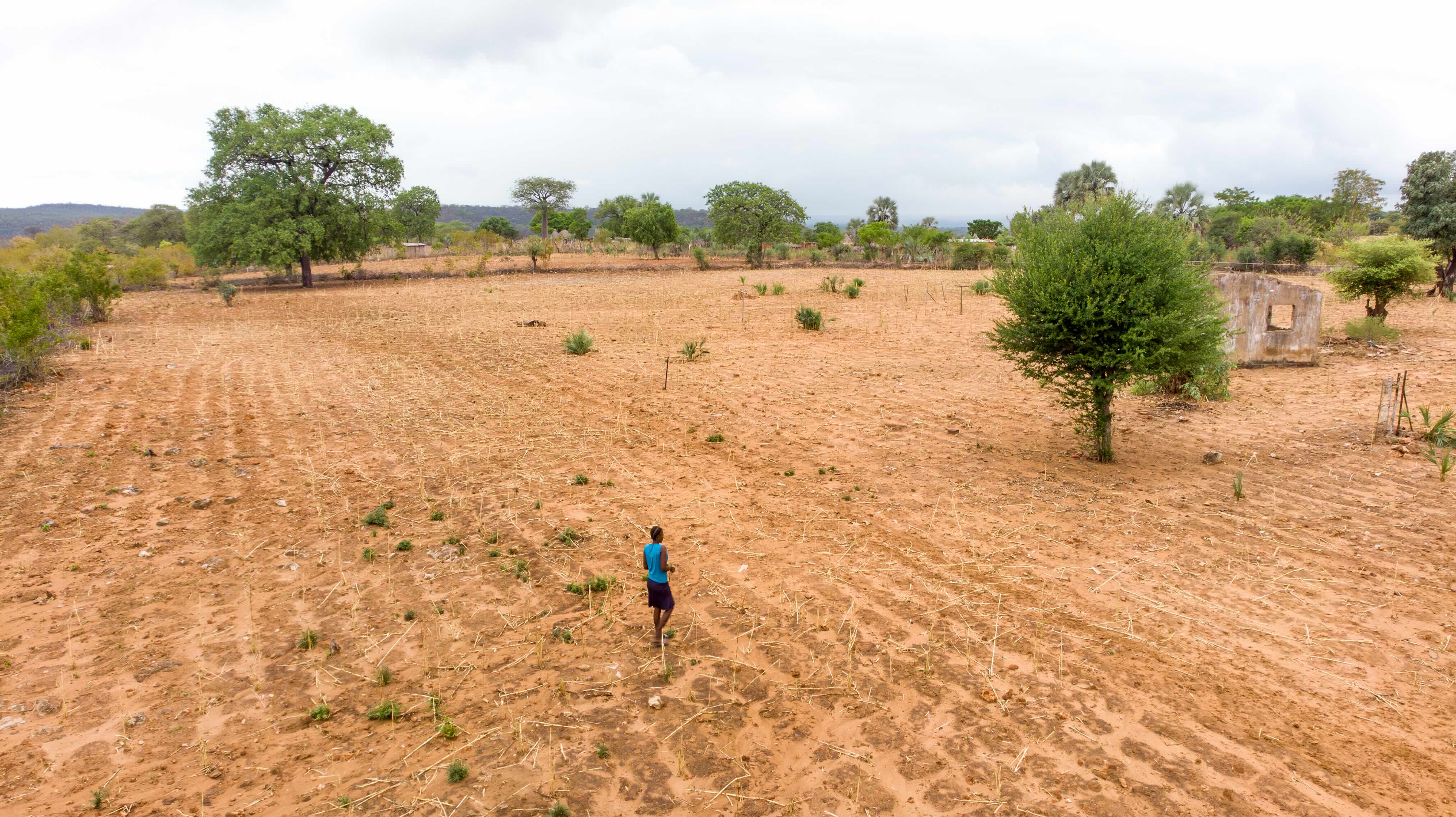 A farmer walks across fields destroyed by severe drought in Zimbabwe in 2023-2024.