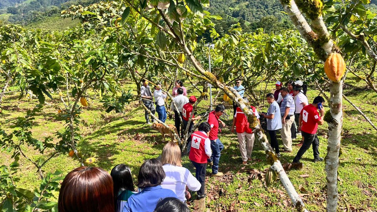 The Ecuadorian Red Cross conducted a demonstration of the SATHEOBROMA Early Warning System on a cocoa farm. Cocoa farmers, cocoa associations, and provincial authorities took part in the event. 