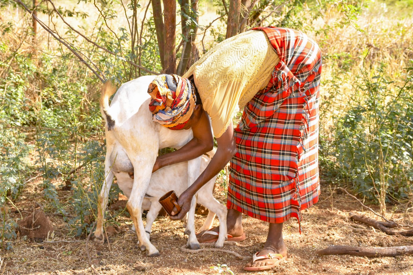 Margaret bends down to draw milk from one of her eight healthy goats. From her small herd, she provides fresh milk for her family and occasionally sells some to buy sugar or soap. “I enjoy my goat milk with each cup of tea I sip,” she says with a smile.