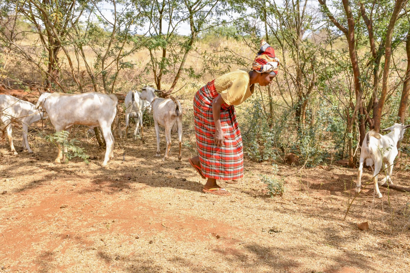 “My dream for the future is to expand my goat rearing so that I can have many goats,” adds Margaret, who so far has bred eight goats with support from the Kenya Red Cross’s Integrated Food Security Project. 