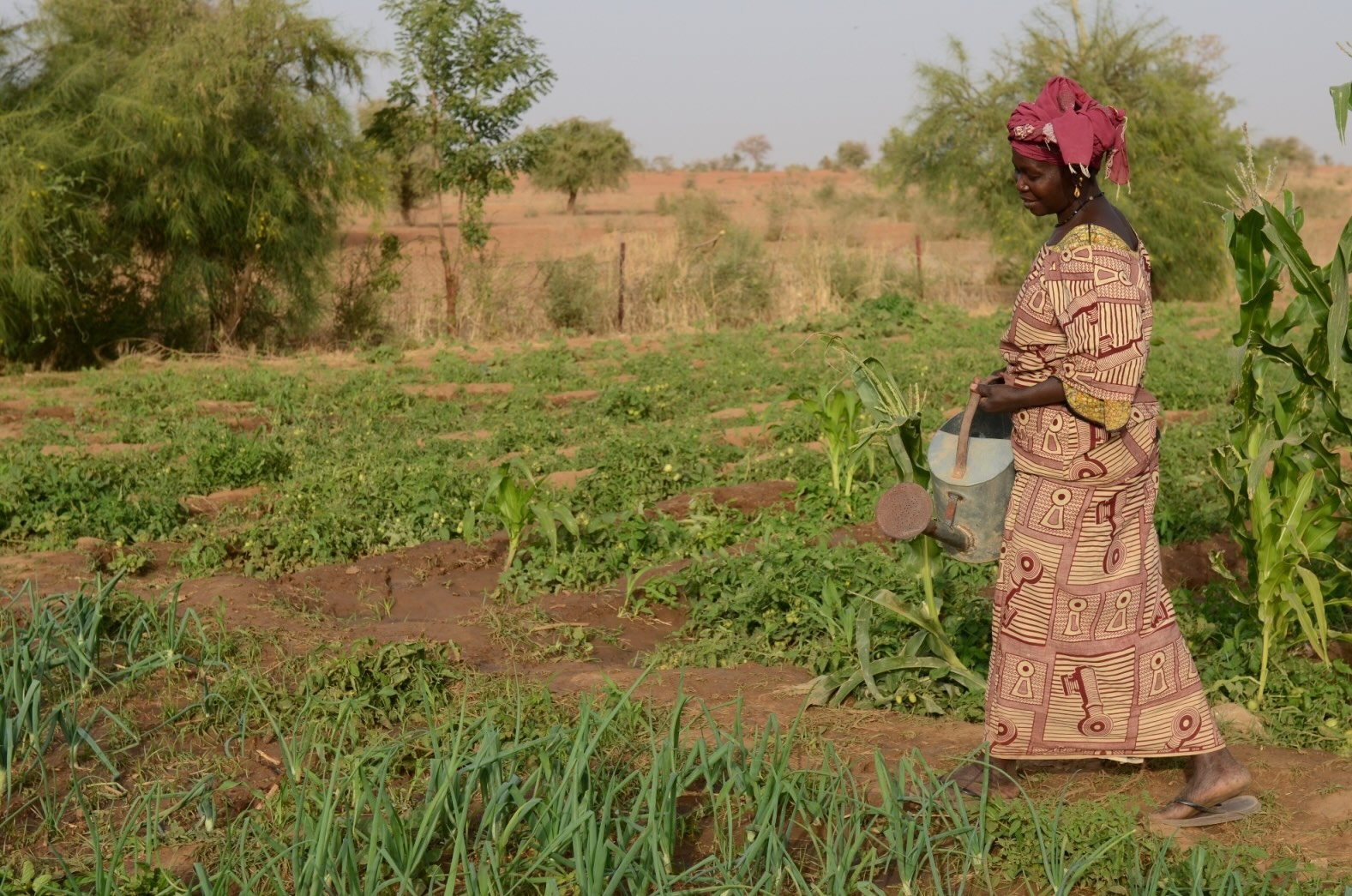 A woman with watering can tends to a vegetable garden established as part of a long-term Malian and Spanish Red Cross food security project in Diguidian village, in the Kayes region of Mali.