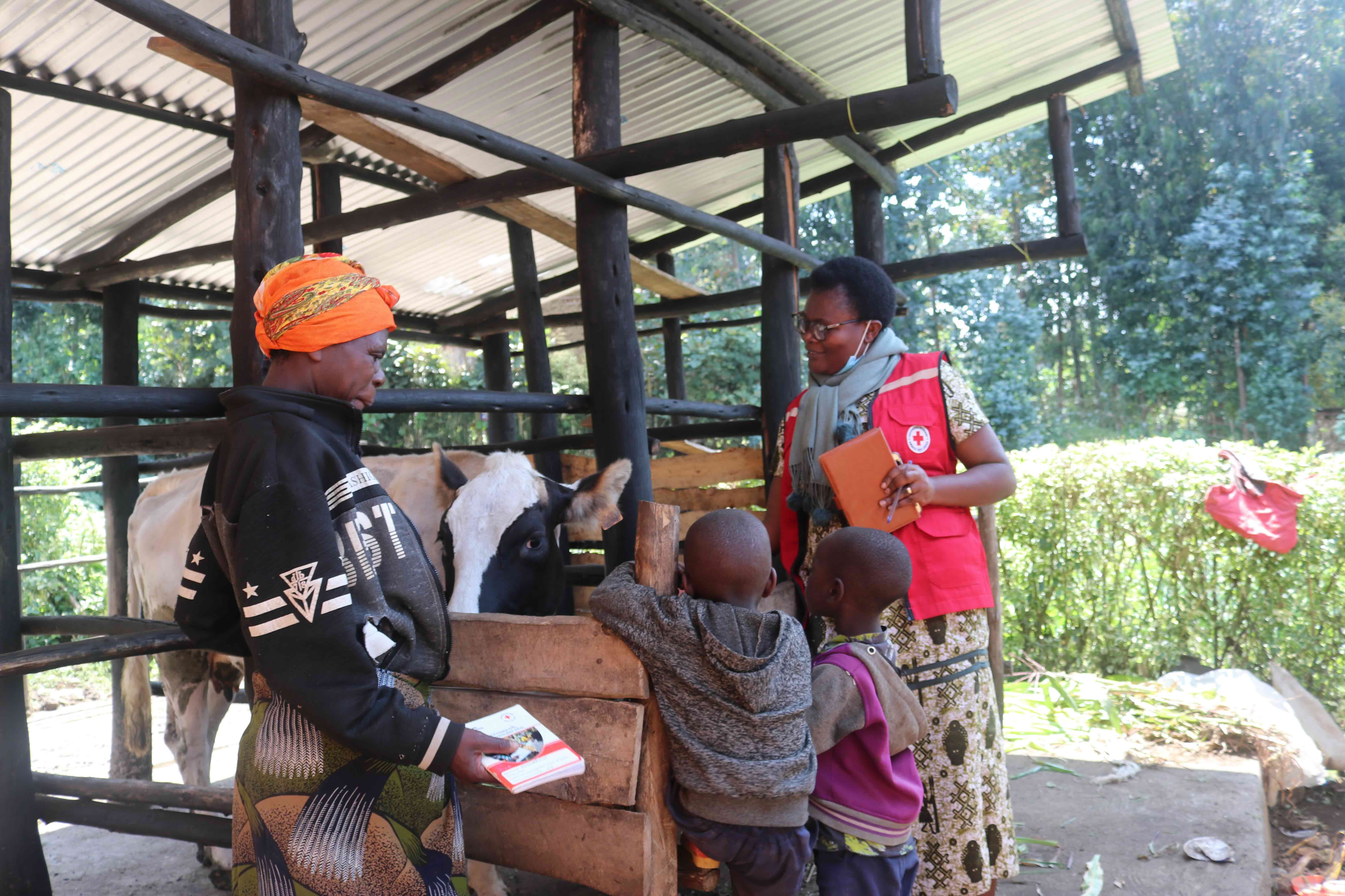 As part of the Rwanda Red Cross' Model Village initiative, a Red Cross volunteer joins a local family as it tends to the health of one of its cows.