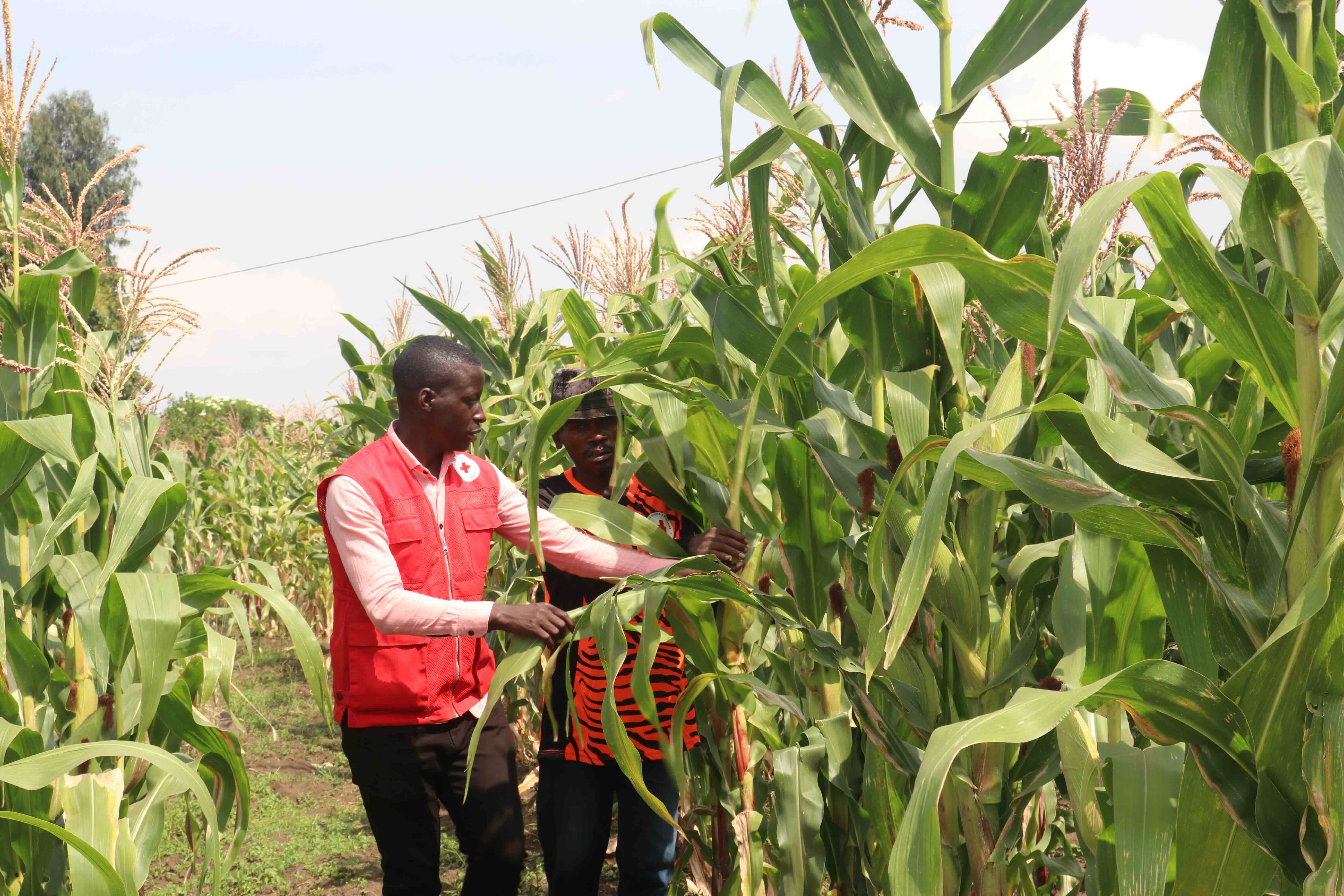 A Rwanda Red Cross volunteer walks with a local farmer as they inspect a field of maize.
